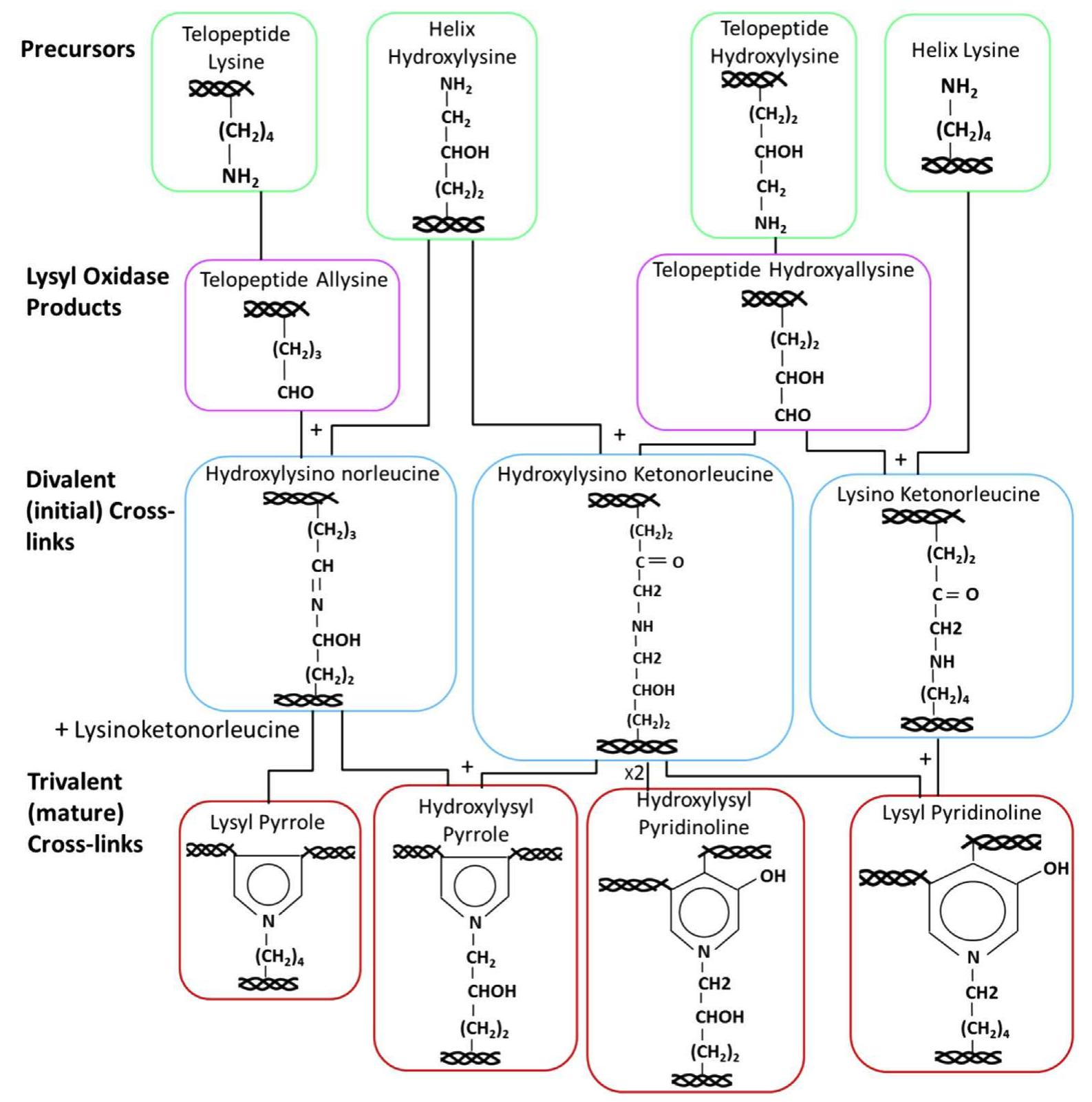 Linking Pathways Allysine cross-linking pathway (adapted from eyre and wu