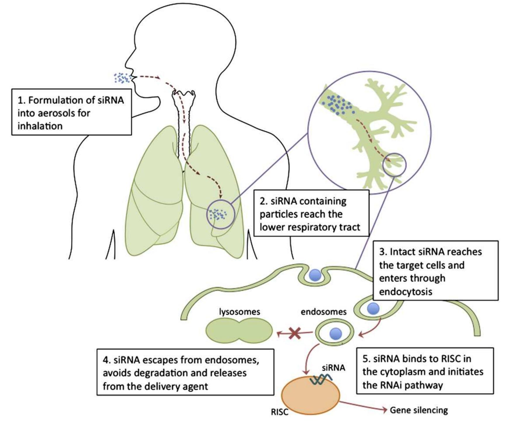 Schematic illustrates steps involved in the delivery of