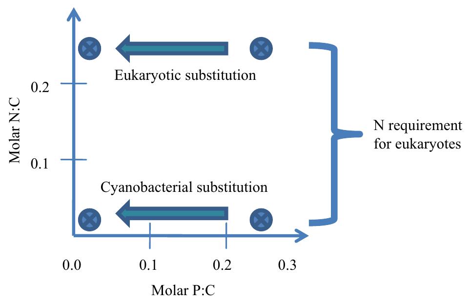 Schematic depiction of the c:n:p stoichiometric changes that