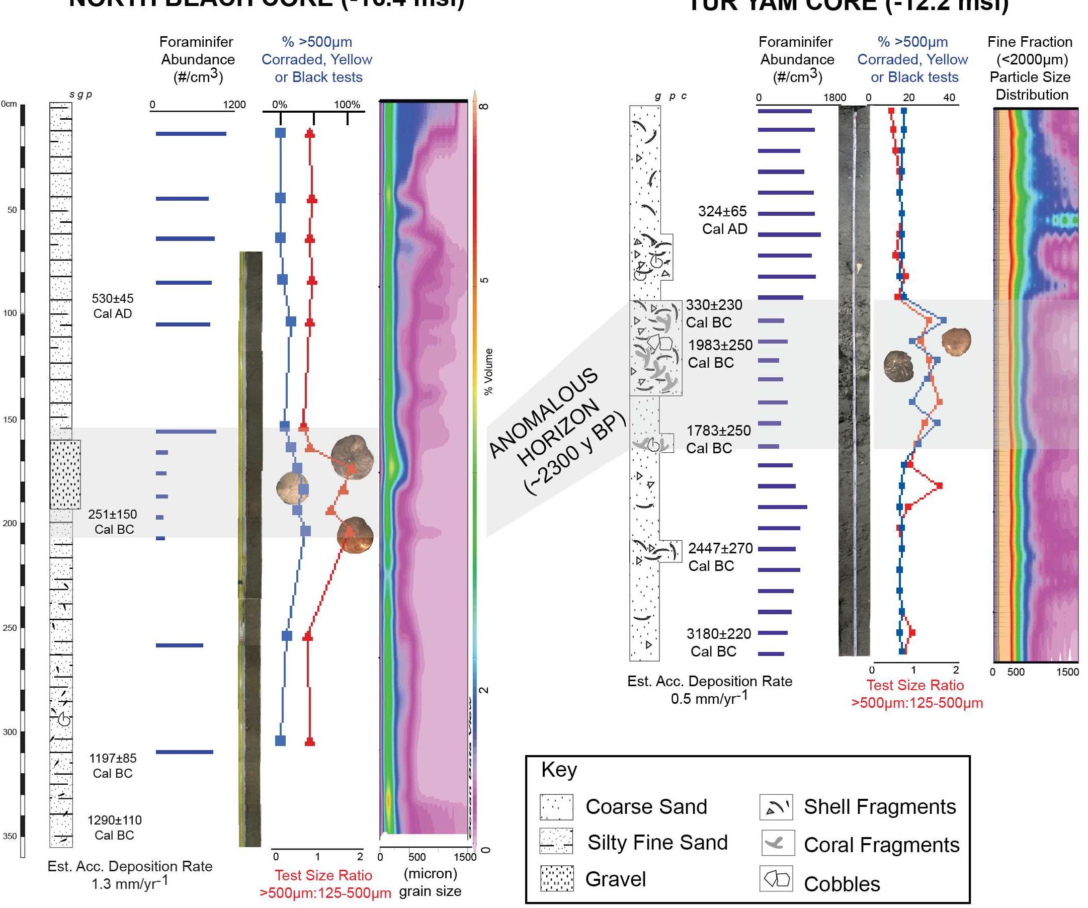 Fig 4. Description and summary of analysis from Tur Yam and North Beach cores. ‘g’ = granule (2-4mm), ‘p’ = pebble (4-64mm), ‘c’ = cobble (64- 256mm). Granulometry particle size distribution completed using Ocean Data View version 4.3.10. Correlation between the anomalous horizons of both cores presented. Detail of foraminifer counts and radiocarbon ages available in data repository. Examples of color ranges and corrasion of foraminifera in anomalous horizon as presented in Amphistegina lobifera (d’Orbigny 1826). 