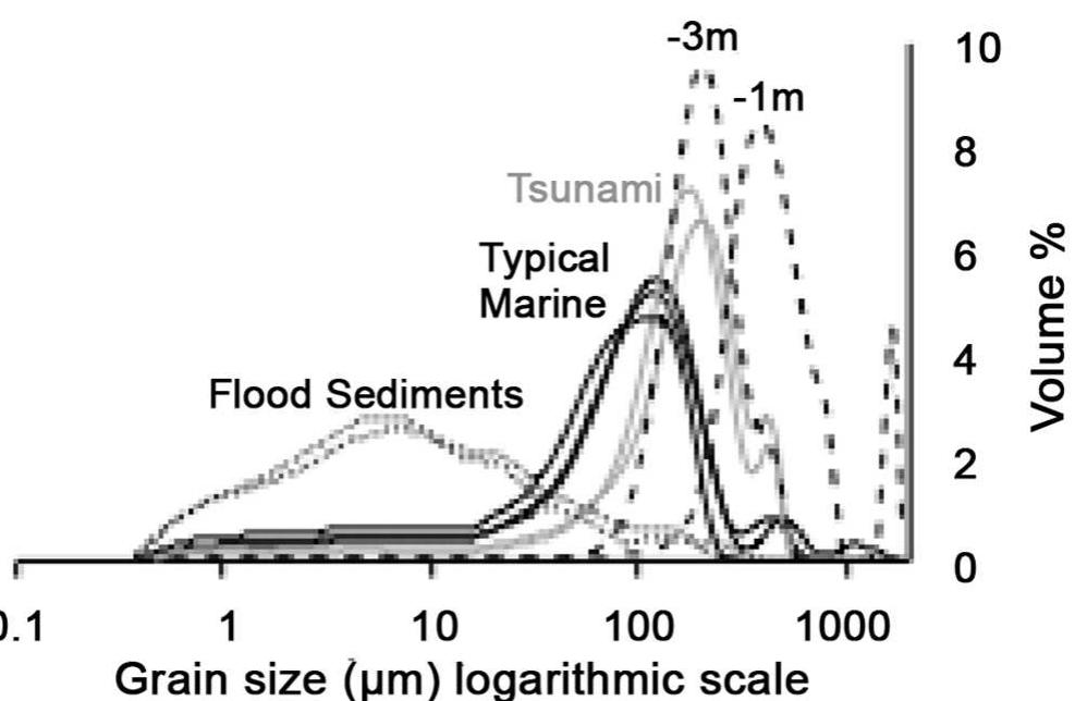 Fig 5. Comparison of North Beach sediment grain size distributions. Dotted black lines are measurements from recent flood sediments. Black dashed lines are modern North Beach seafloor sediments (1m and 3m water depth). Samples from the North Beach core include a set from the anomalous horizon (grey lines) and typical marine background (black lines). 