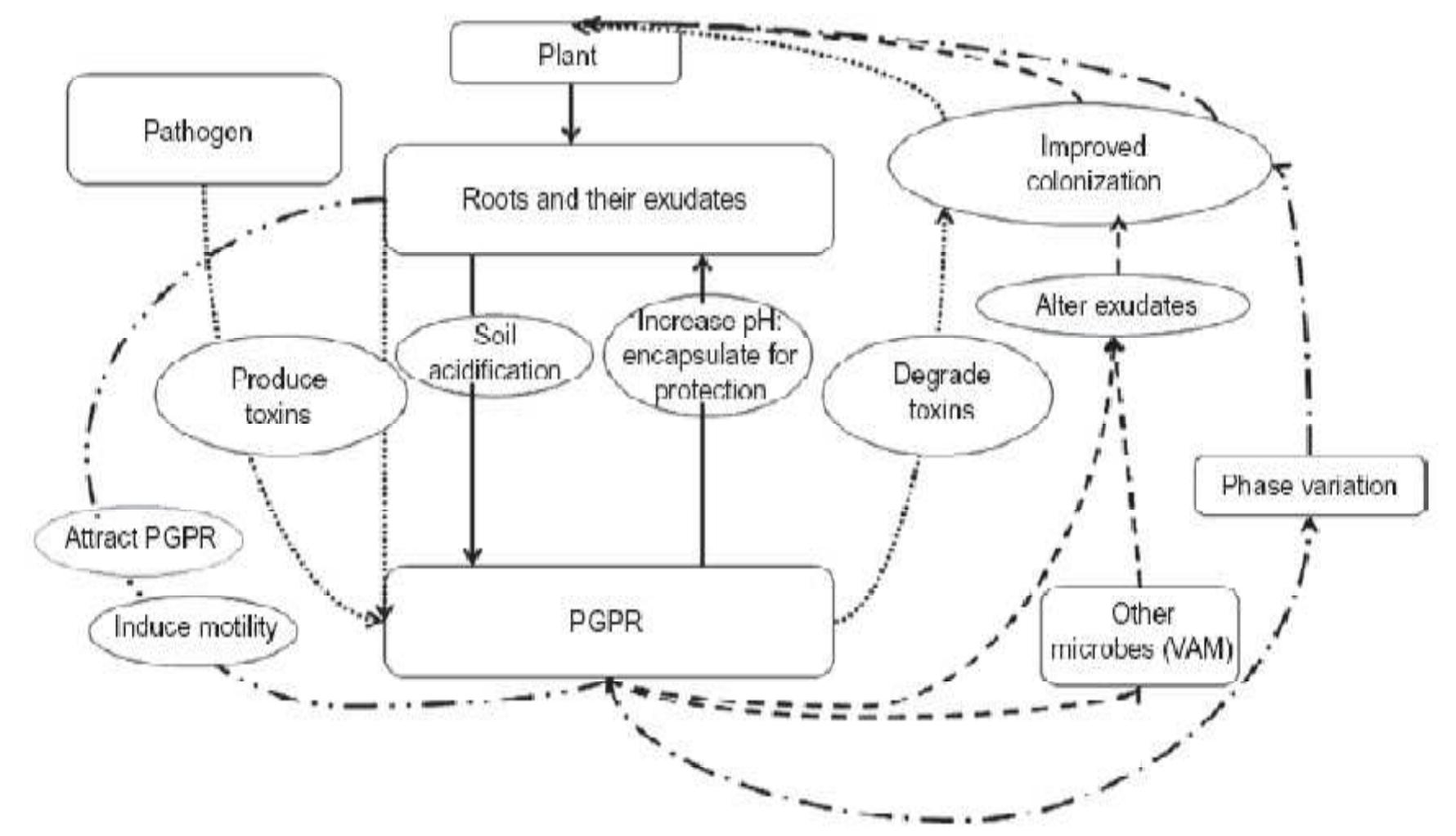 (PDF) Plant growth promoting Rhizobacteria (PGPR): a review RESEARCH ...