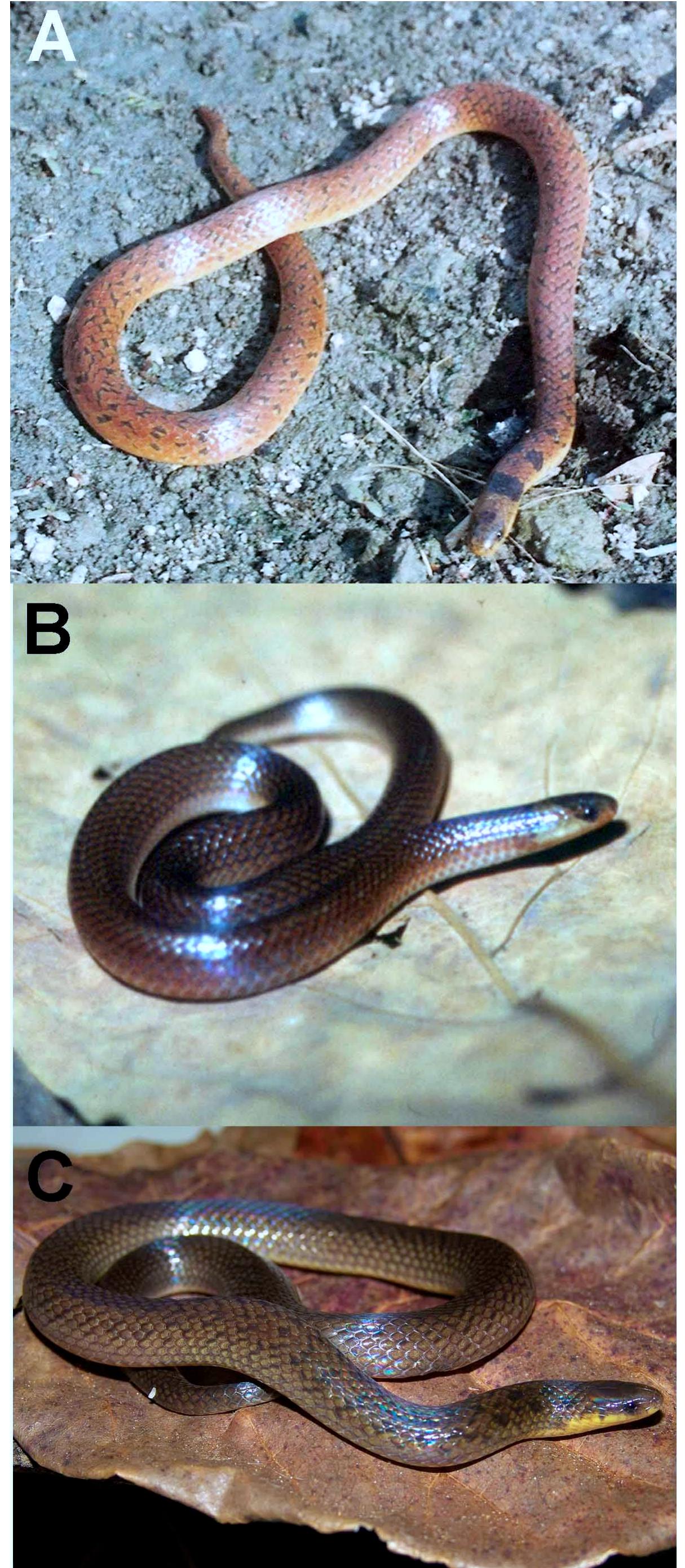 (PDF) Taxonomic revision of the Brazilian Atlantic Forest Atractus ...