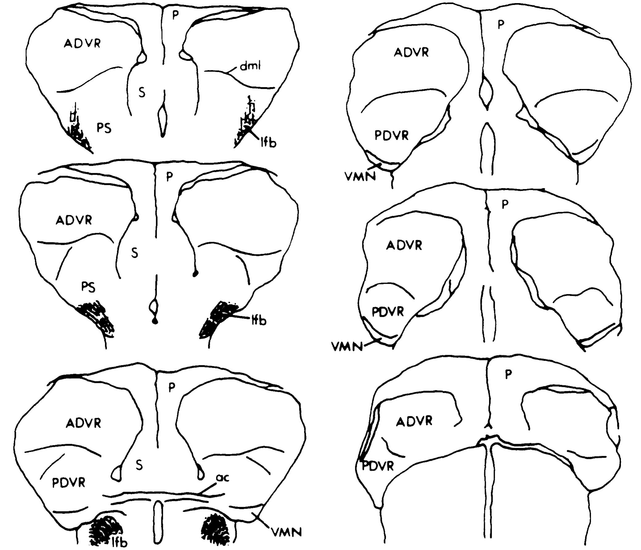 |. representative transverse sections through the