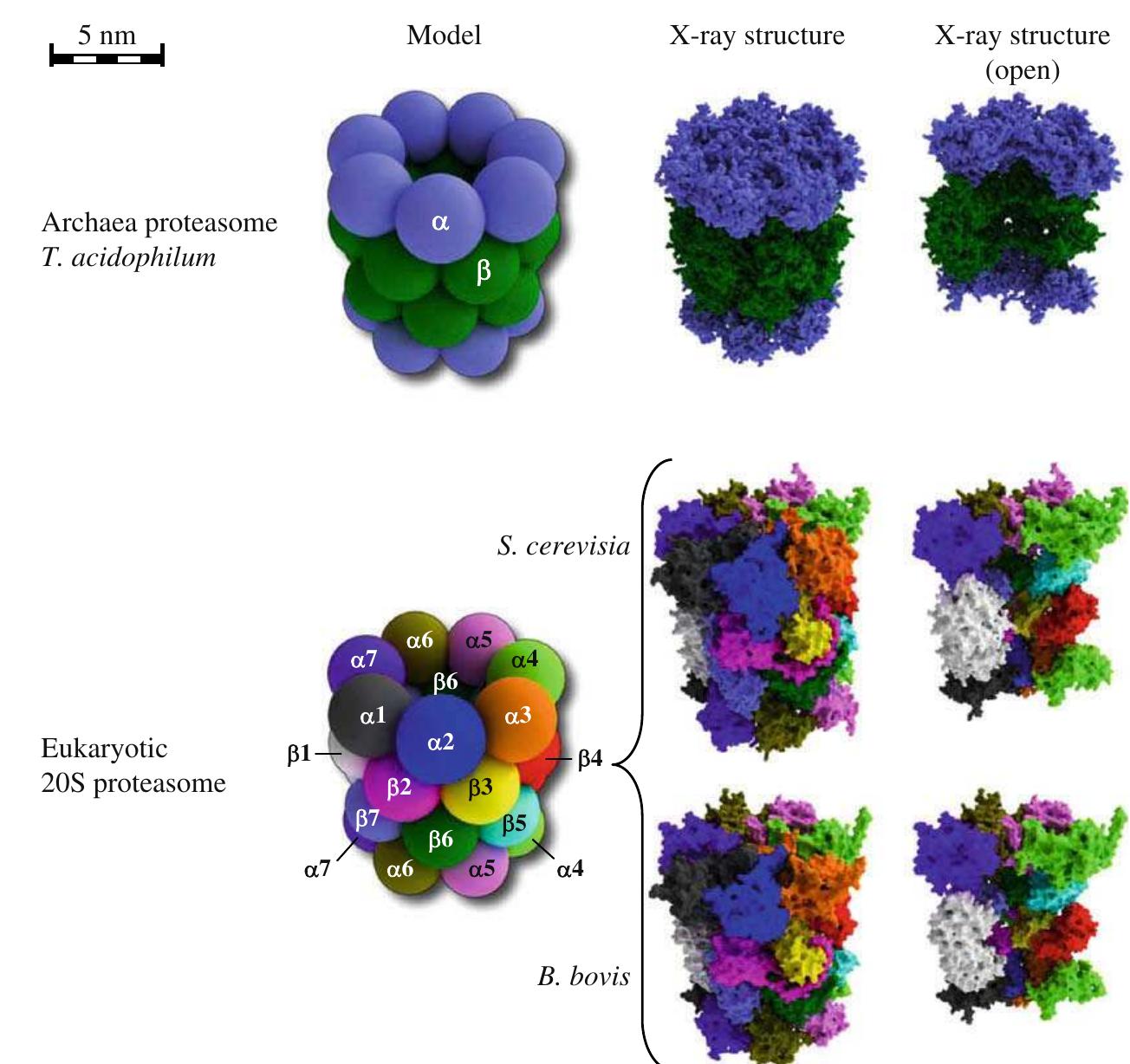 Figure 1 - from The proteasomal system