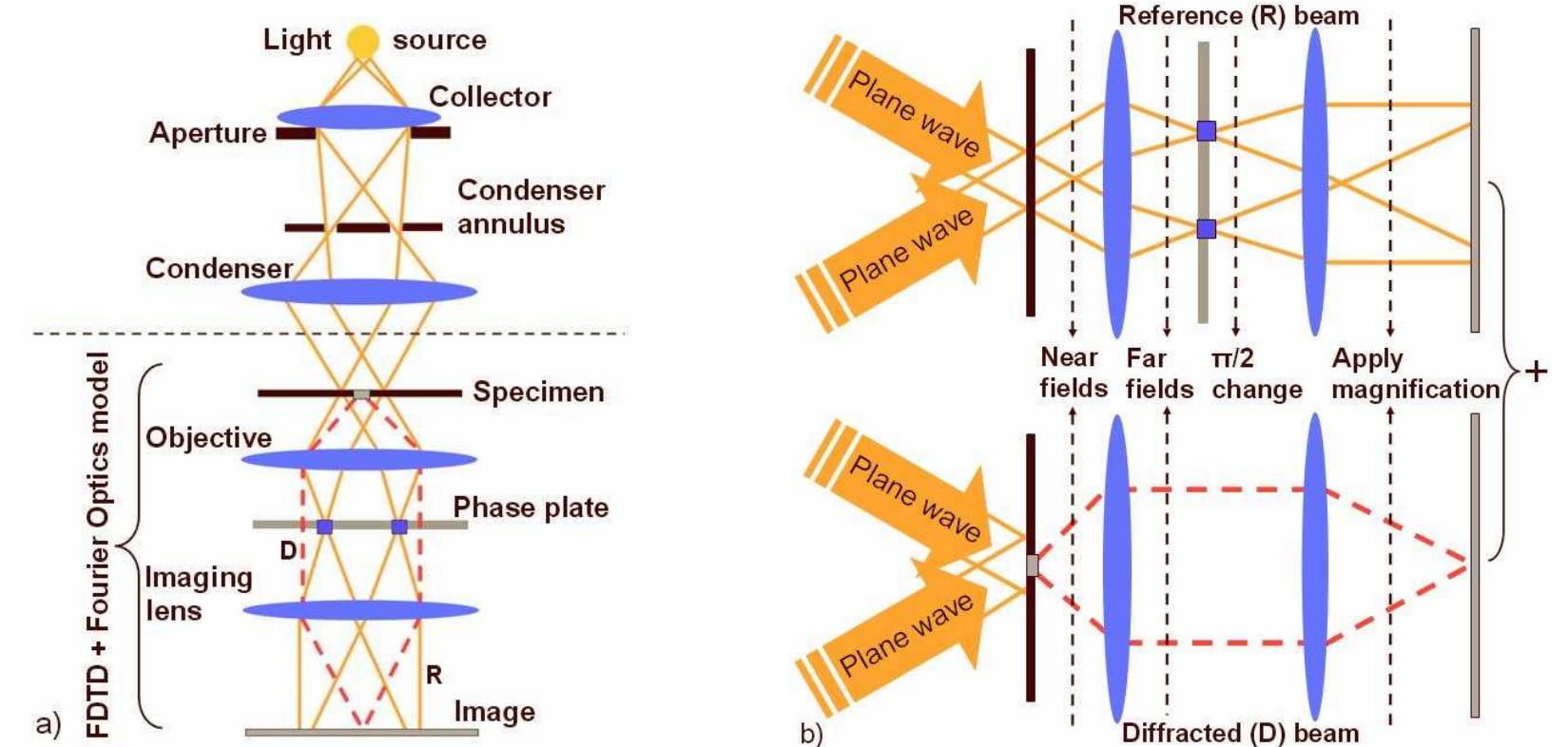 Figure 2 - from FDTD simulation of optical phase contrast