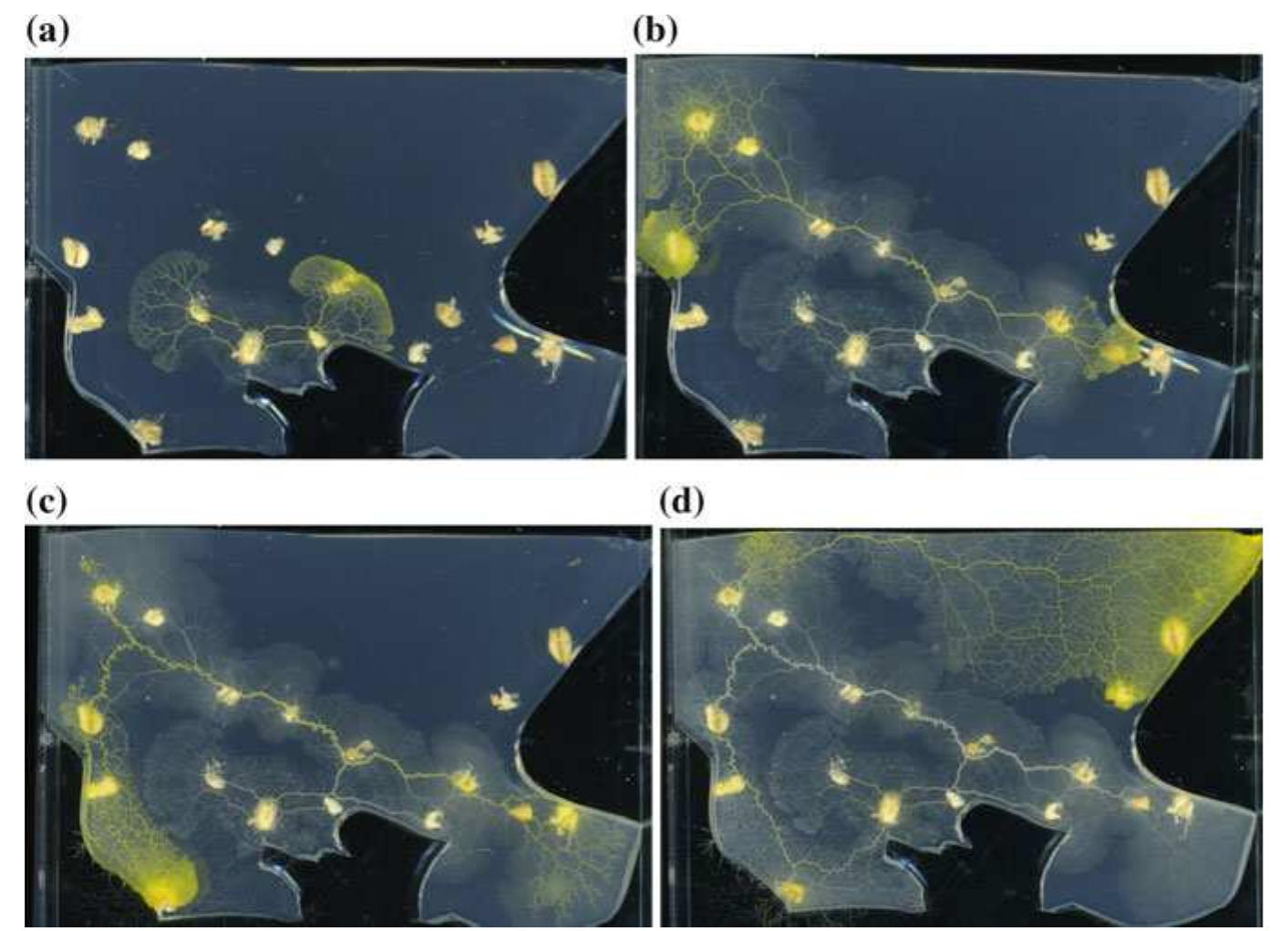 Slime Mold Computing (PDF) Application of Slime Mould Computing on Archaeological Research