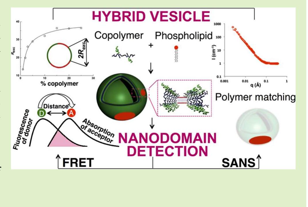 Polymersome Structure (PDF) Phase Separation and Nanodomain Formation in Hybrid Polymer/Lipid ...