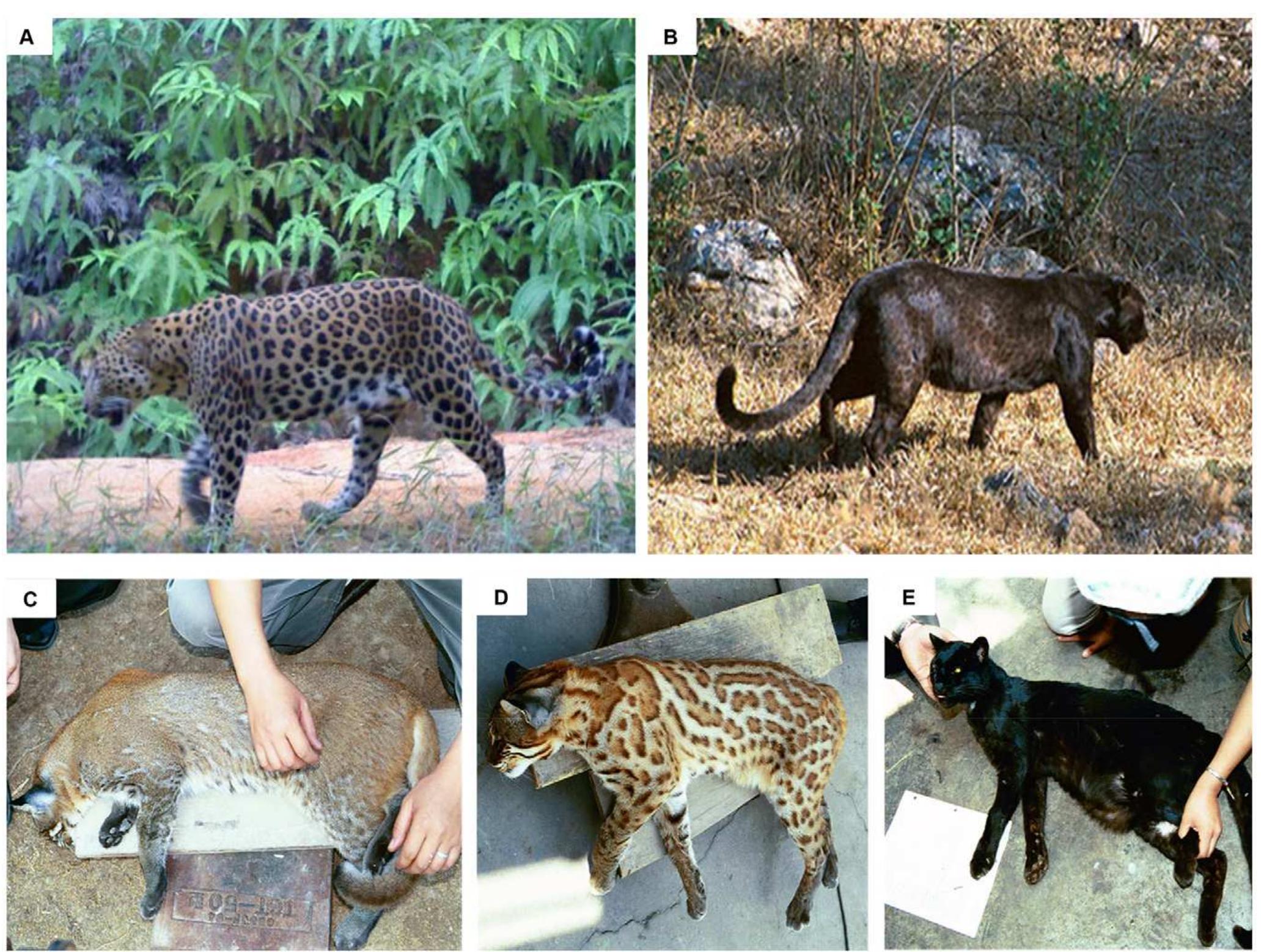Deep Red Leopard (PDF) How the Leopard Hides Its Spots: ASIP Mutations and Melanism in ...