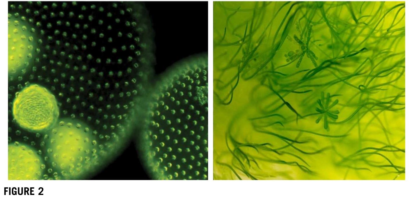 Figure 8 - from Bioreactor design for algal growth as a