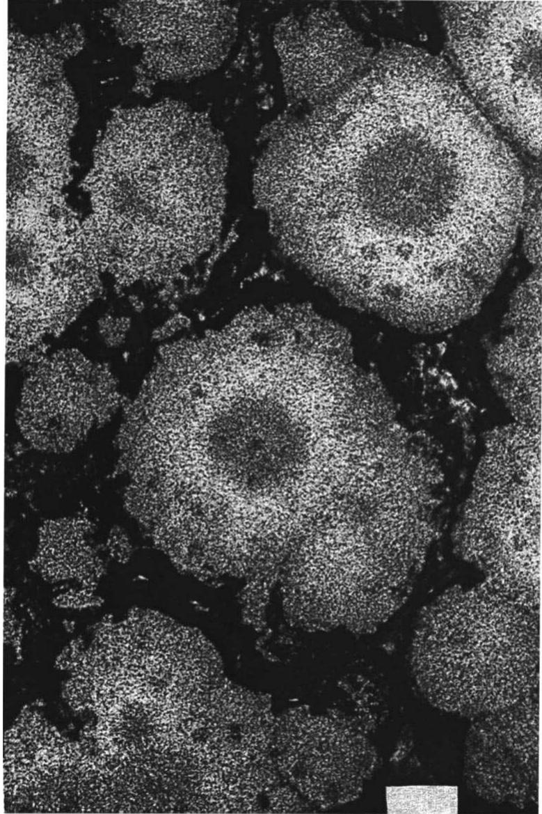 Fat Crystal Structures (PDF) Fractal nature of fat crystal networks