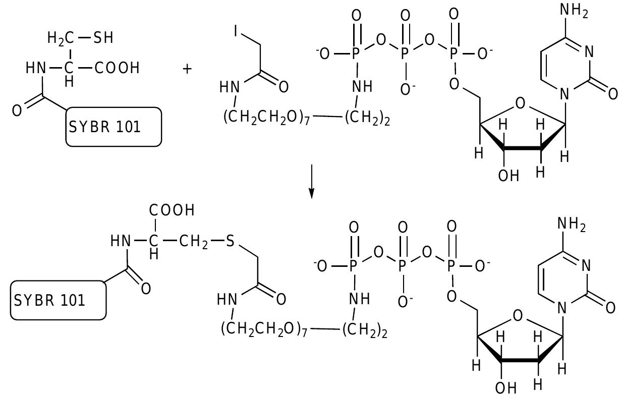 PDF) Intercalating Cyanine Dyes for Nucleic Acid Detection
