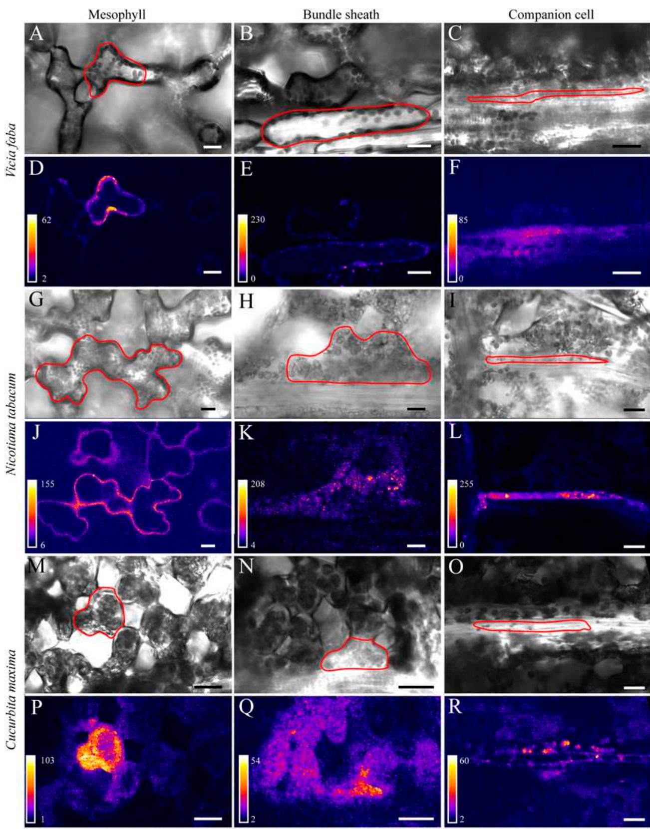 Figure 2 - from In Vivo Quantification of Cell Coupling in