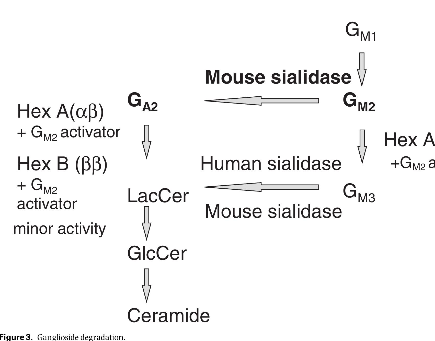 (PDF) Glycosphingolipid lysosomal storage diseases: therapy and ...