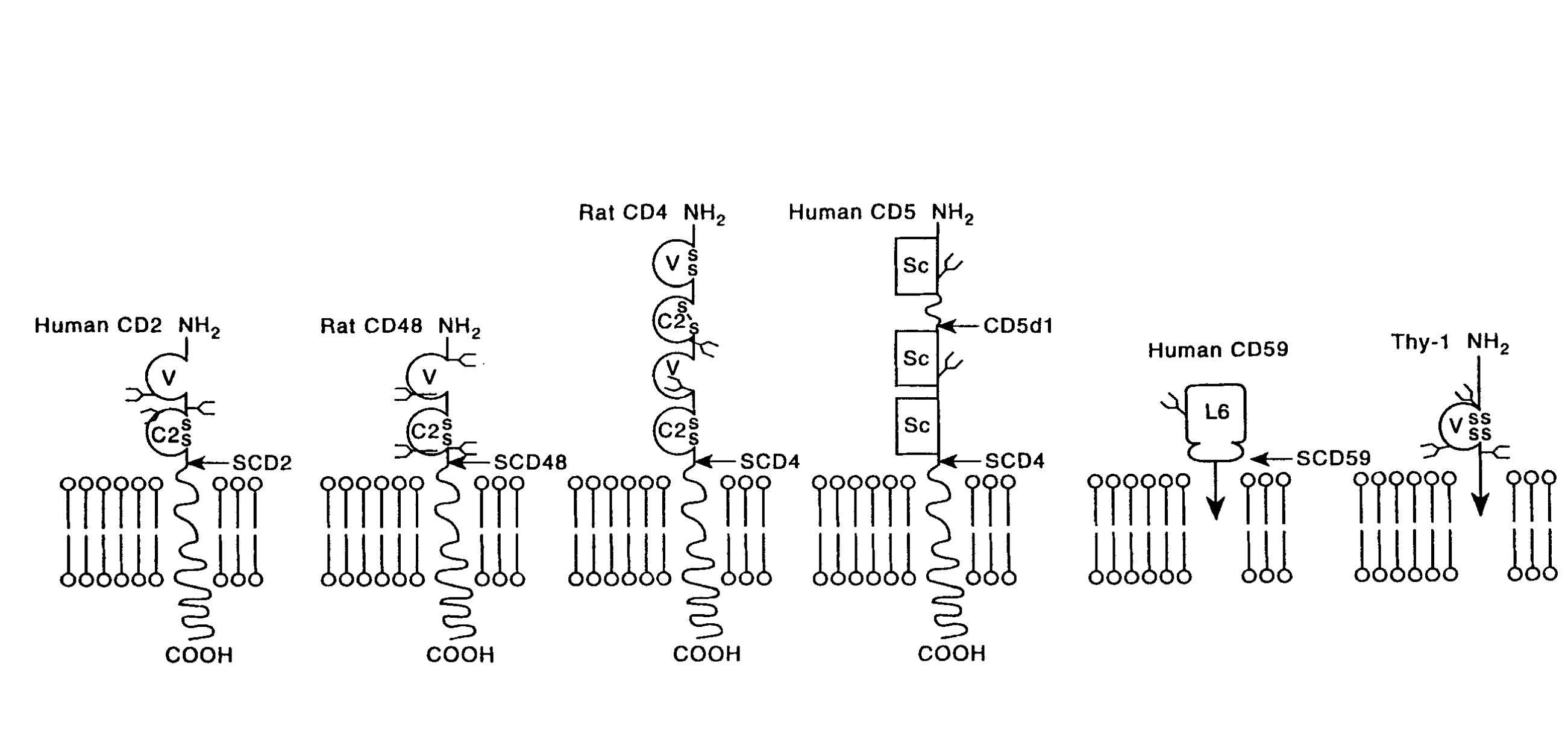 (PDF) Glycosylation: Heterogeneity and the 3D Structure of Proteins
