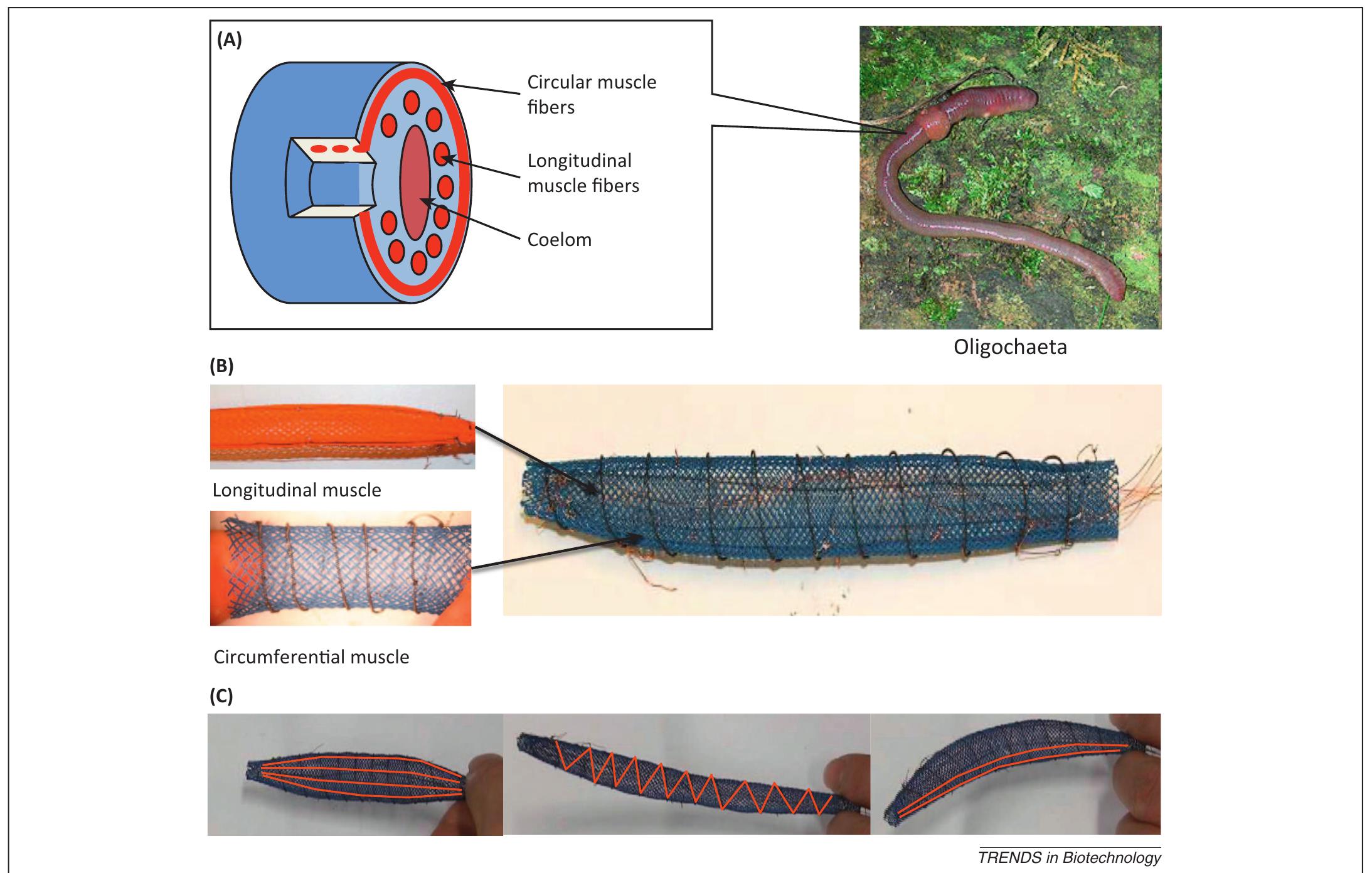 (PDF) Soft robotics: a bioinspired evolution in robotics