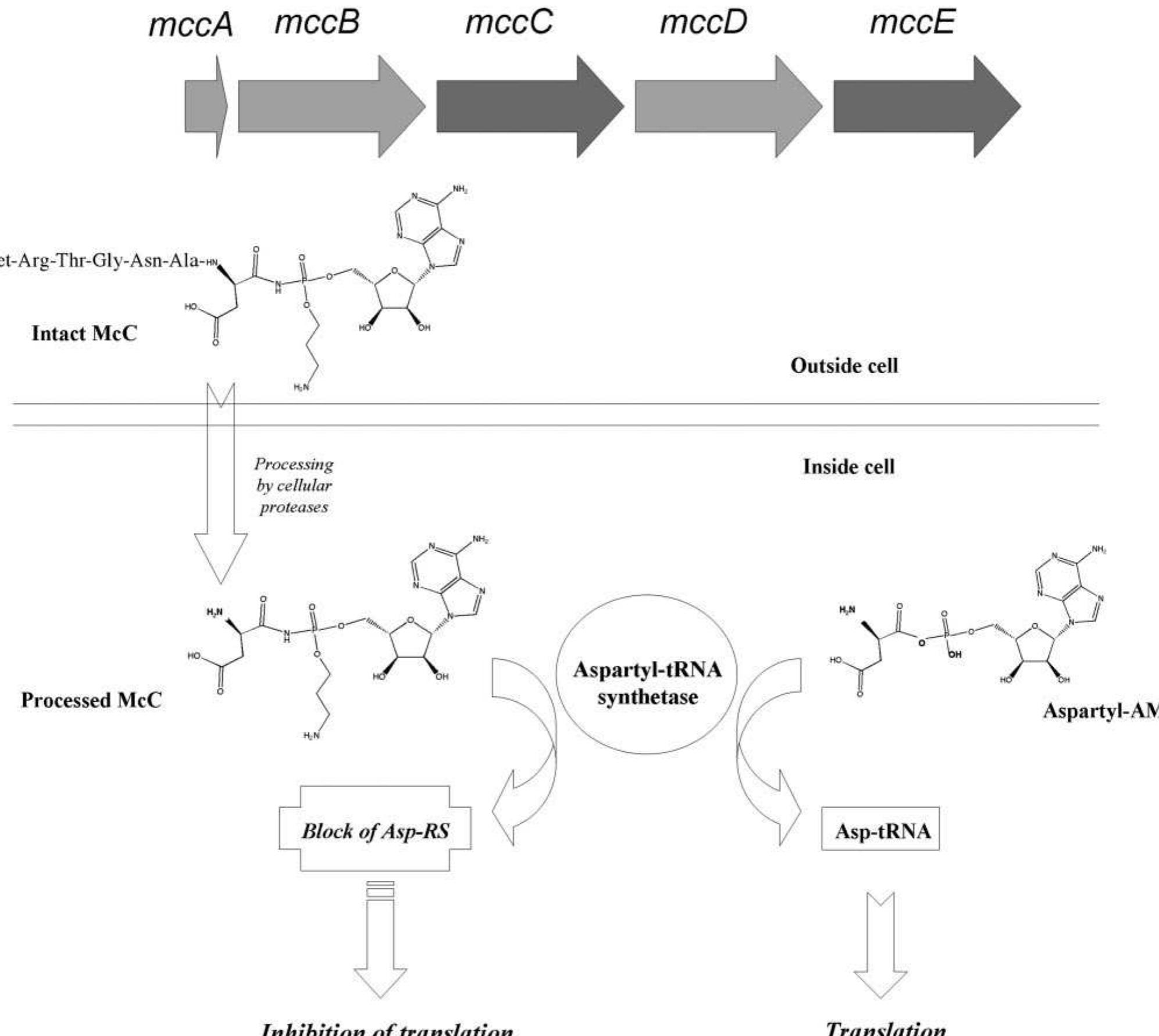 The mechanism of action of mcc. (a) the structure of the mcc