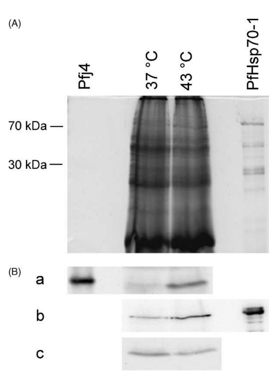 (PDF) The Plasmodium falciparum heat shock protein 40, Pfj4, associates ...
