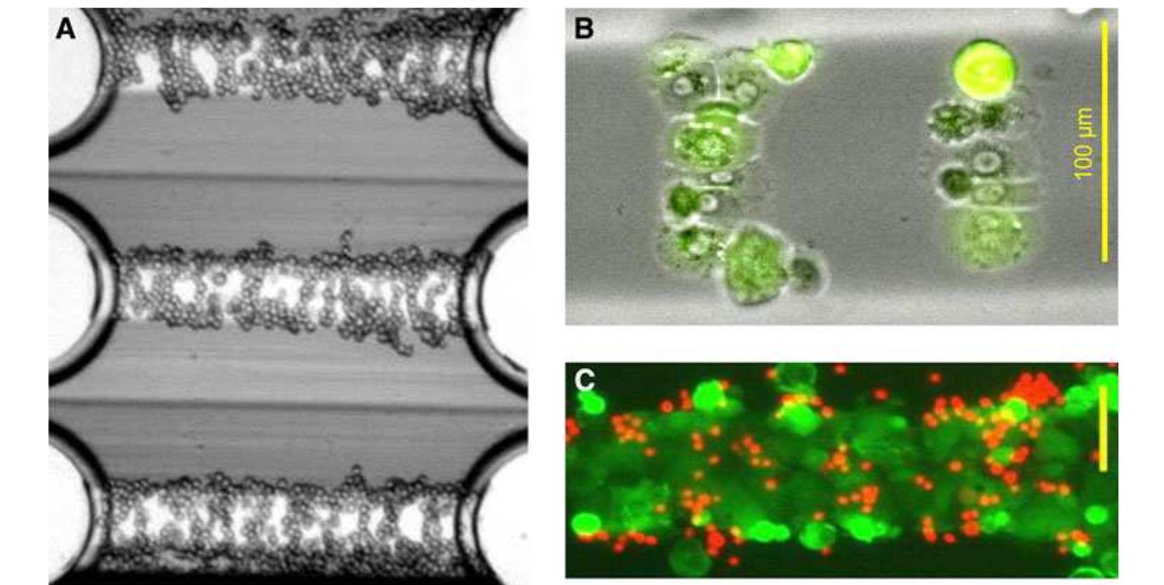 PDF) Recent advances in 2D and 3D in vitro systems using