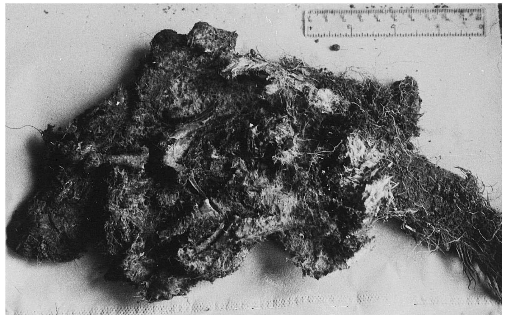 Figure 5. Pigeon corpse as excavated from Site 10. The bones are substantially preserved within a mass of feathers.