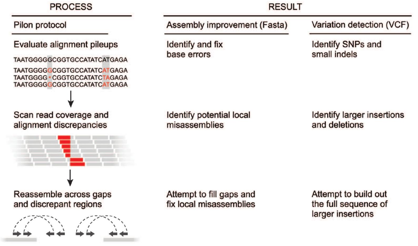 Simplified overview of the pilon workflow for assembly