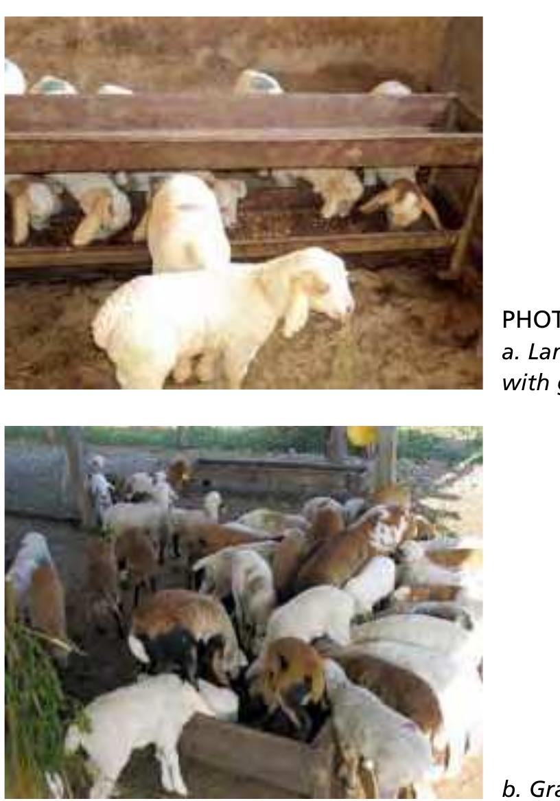 Early Ruminants (PDF) Rearing young ruminants on milk replacers and starter feeds