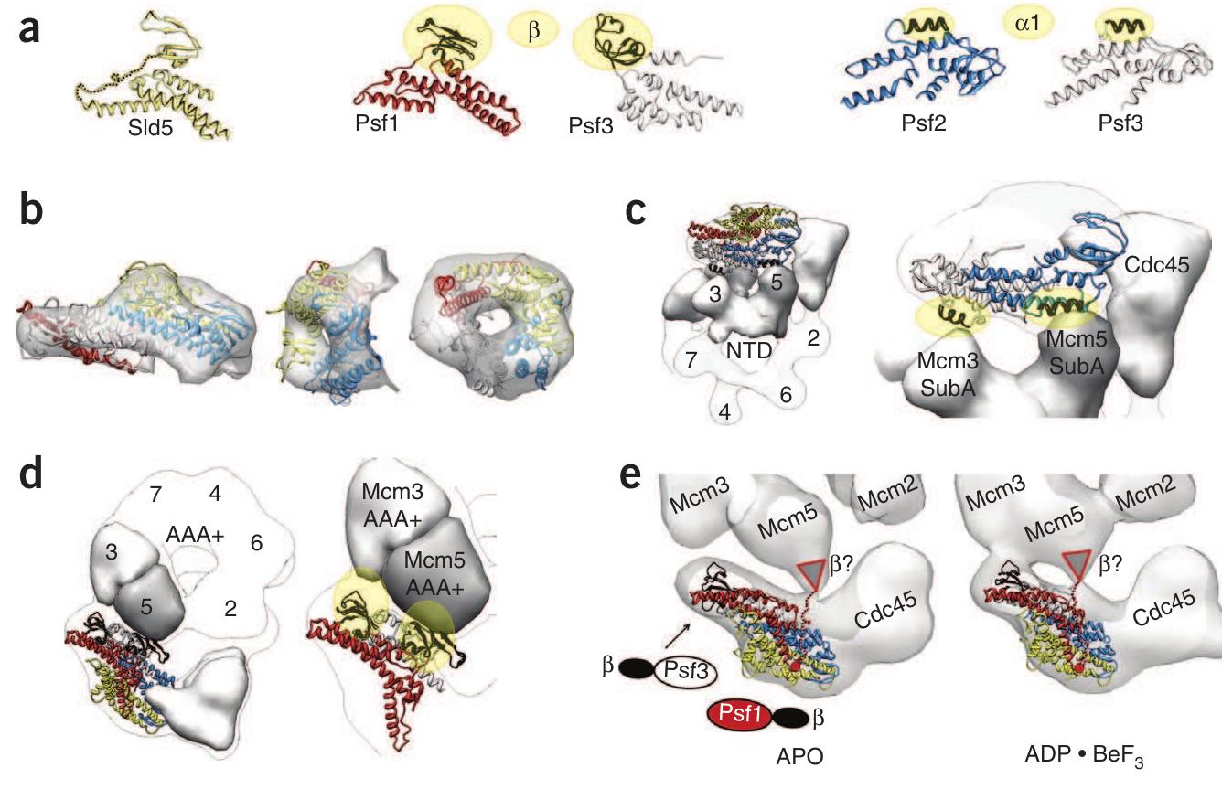 (PDF) The structural basis for MCM2–7 helicase activation by GINS and Cdc45