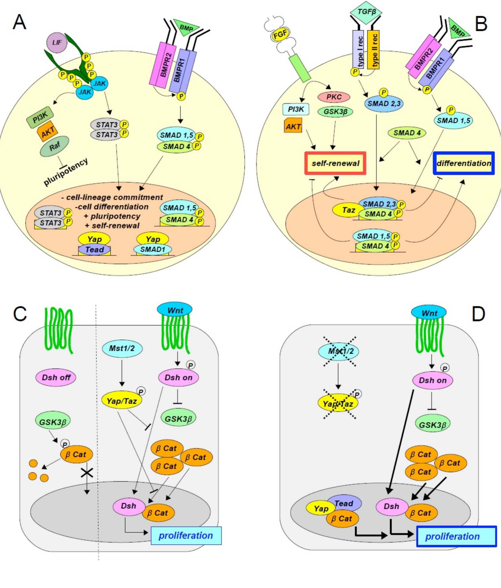 Hippo signaling pathway in mammals: the hippo pathway