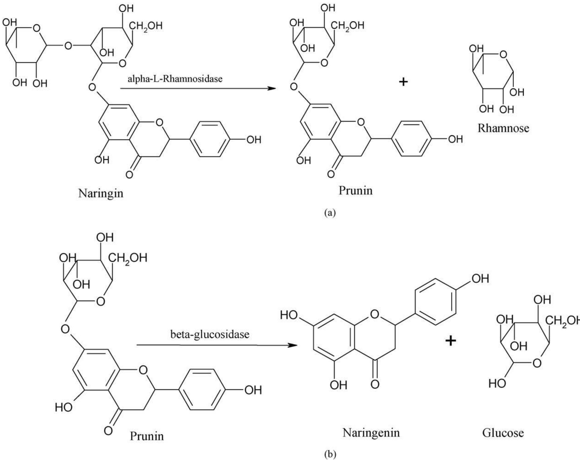 (PDF) α-l-Rhamnosidase: A review