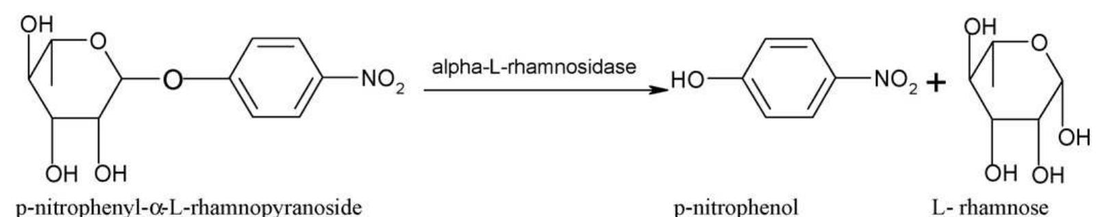 (PDF) α-l-Rhamnosidase: A review