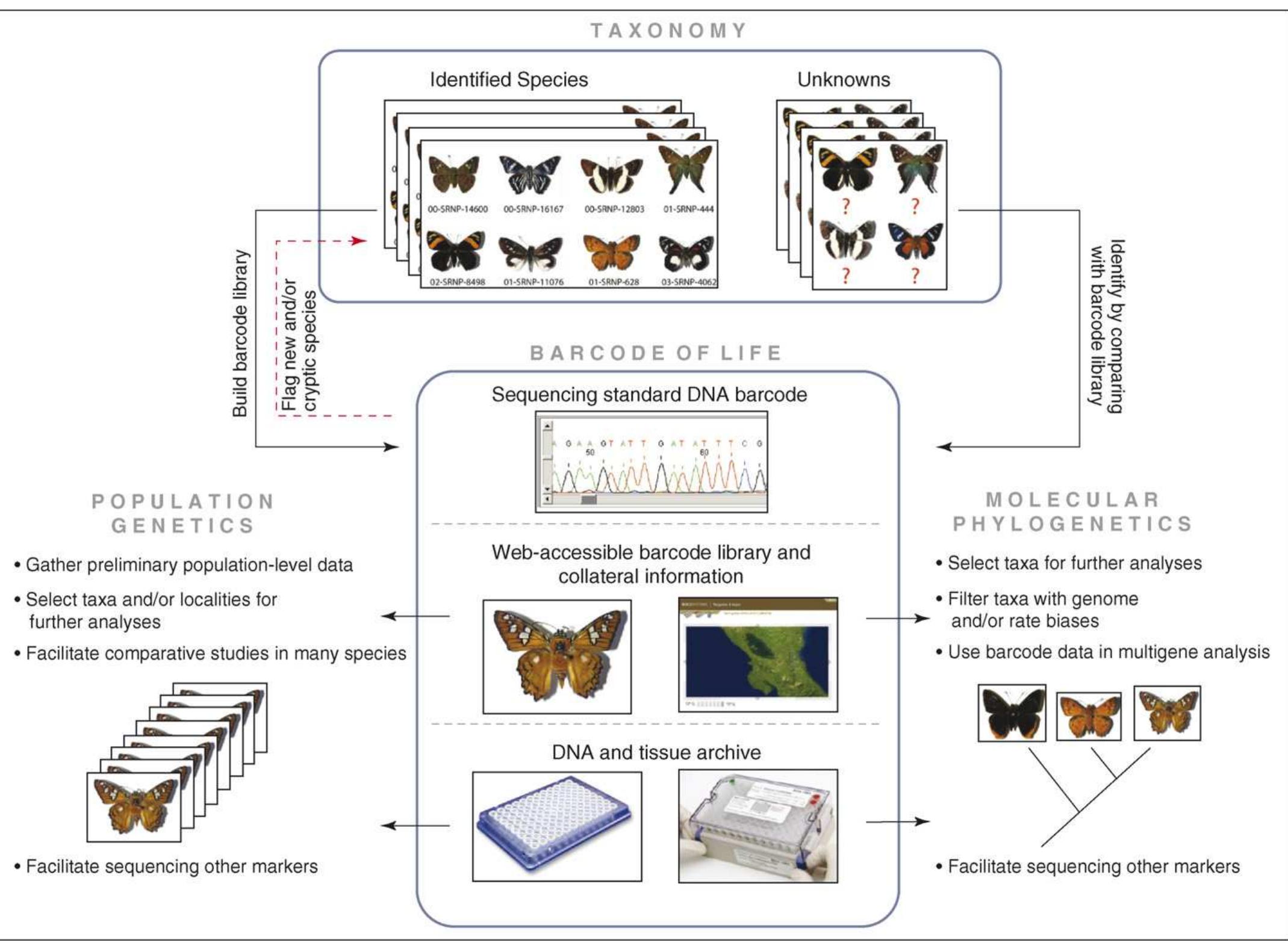 (PDF) DNA barcoding: how it complements taxonomy, molecular ...