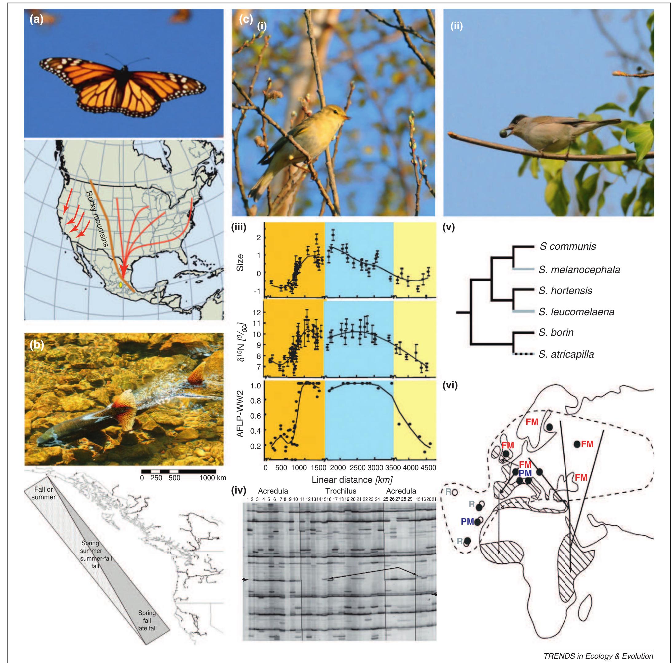 Mobulus Migration (PDF) The genetics of migration on the move