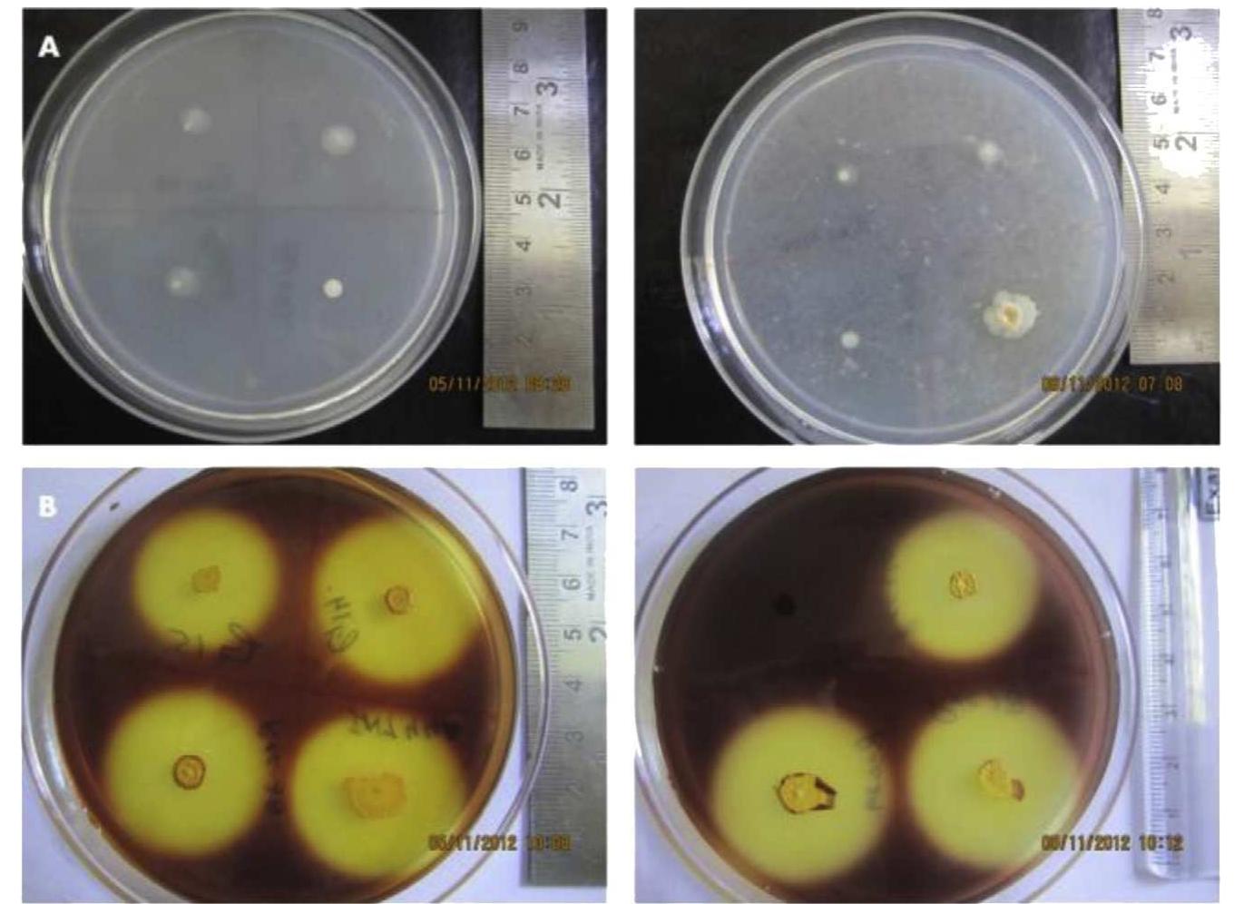 (PDF) Isolation of cellulolytic bacteria from the gastro-intestinal ...