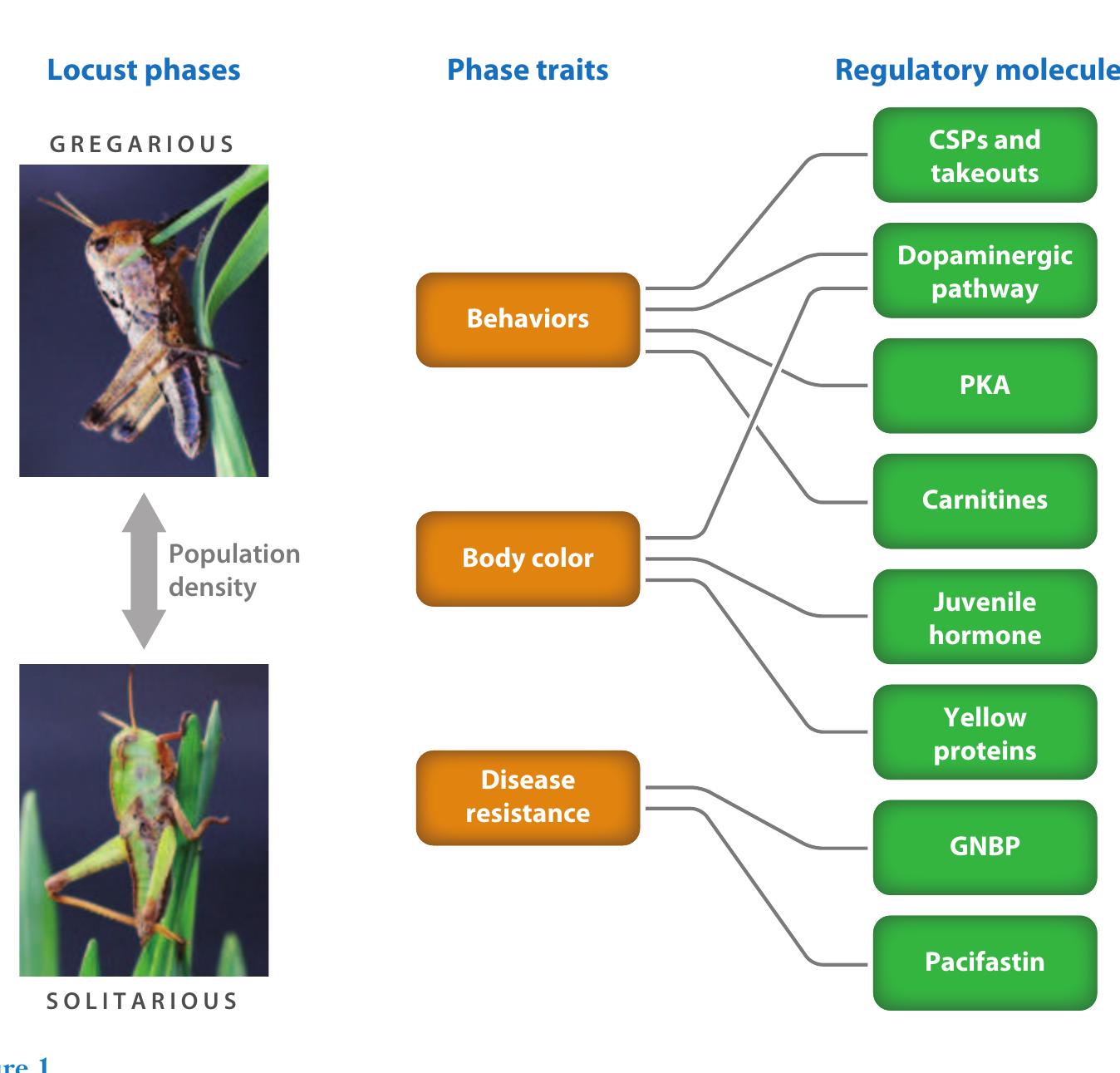 (PDF) Molecular Mechanisms of Phase Change in Locusts