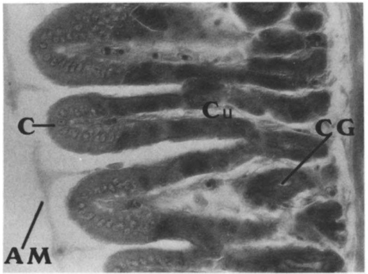 (PDF) Development of the digestive tract of milkfish, Chanos chanos ...