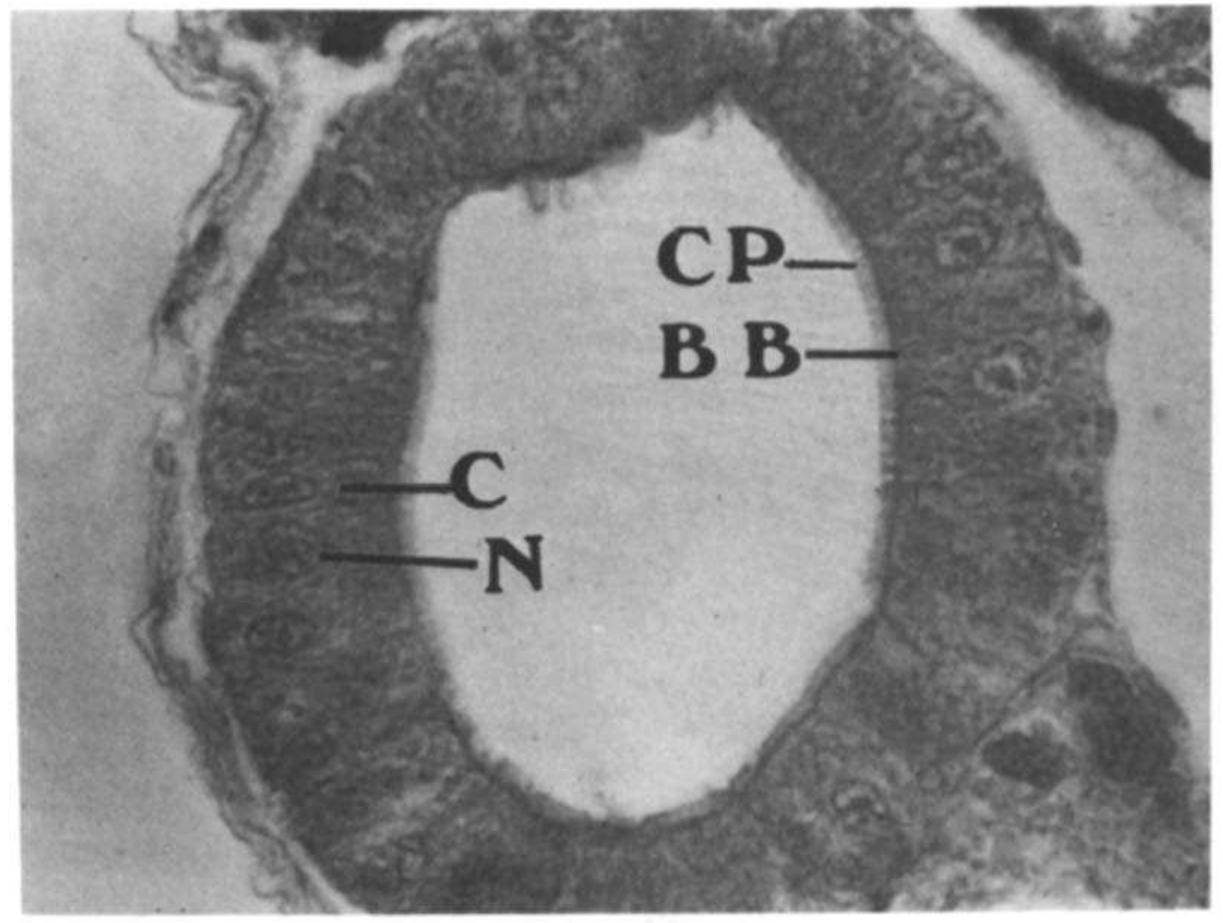 (PDF) Development of the digestive tract of milkfish, Chanos chanos ...
