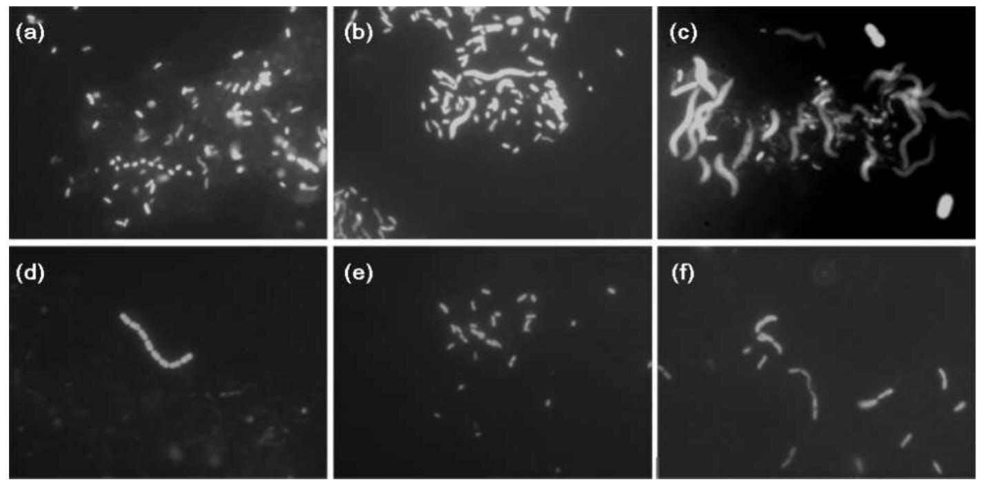(PDF) Identification of prevalent microbial communities in a municipal ...