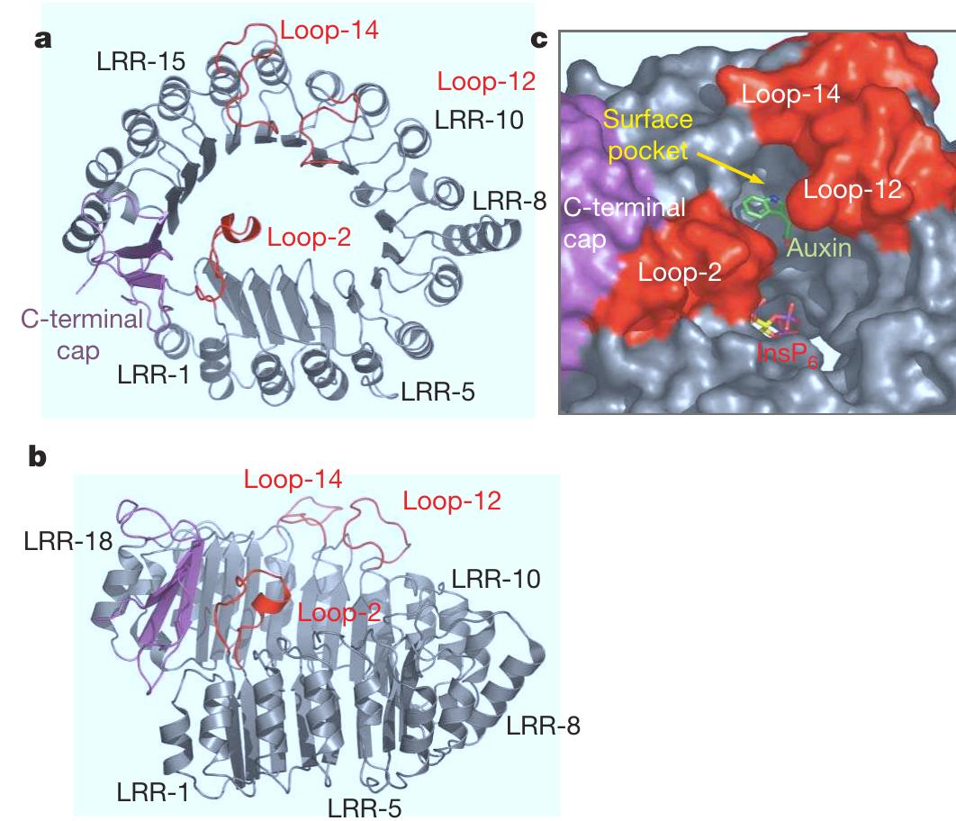 Figure 2 - from Mechanism of auxin perception by the TIR1