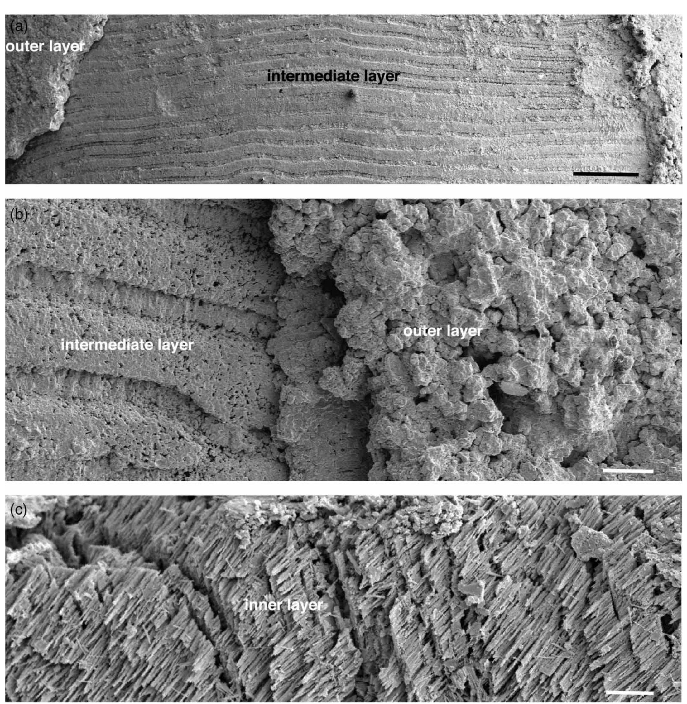 Acicular Rods (PDF) Shell structures in Carboniferous bactritid-like coleoids ...