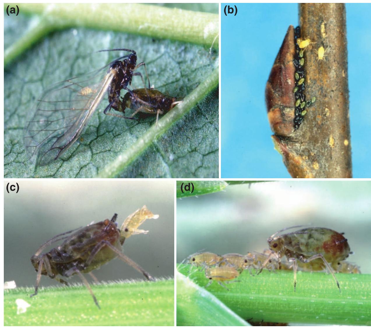 Figure 1 - from Ecology and evolution of sex in aphids