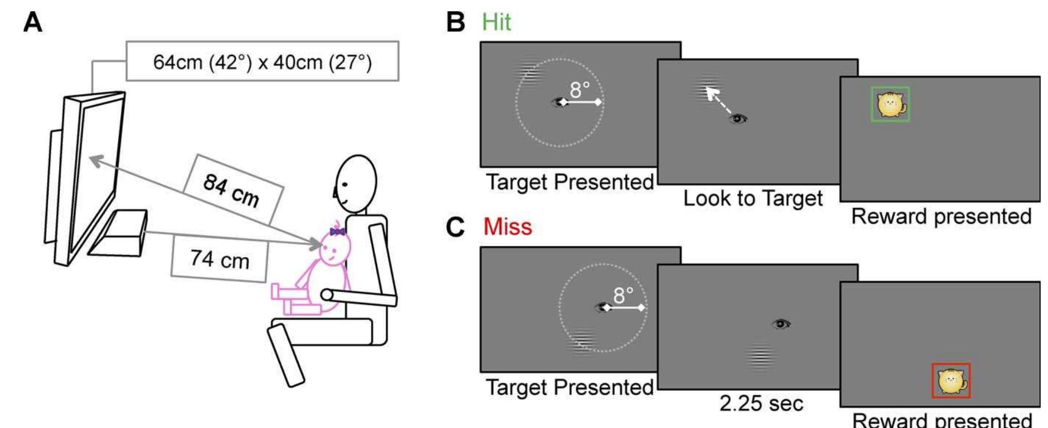 Ficure 1. ACTIVE apparatus and procedure. (A) The infant was seated on a parent’s lap, and viewed stimuli binocularly at a distance of 84 cm. At eye-tracker (Tobii Technology) was mounted below the LCD screen, and recorded the infant’s eye movements. (B) On each trial, the screen wa initially blank. A single Gabor grating was presented, the center of which was located at a random location, 8° of visual angle from the infant’s initia point of fixation. Infants had 2.25 seconds to look to the target (hit), otherwise, the trial was scored as a miss. (C) A visual “reward” was presente at the stimulus location at the end of every trial Gndependent of performance). 