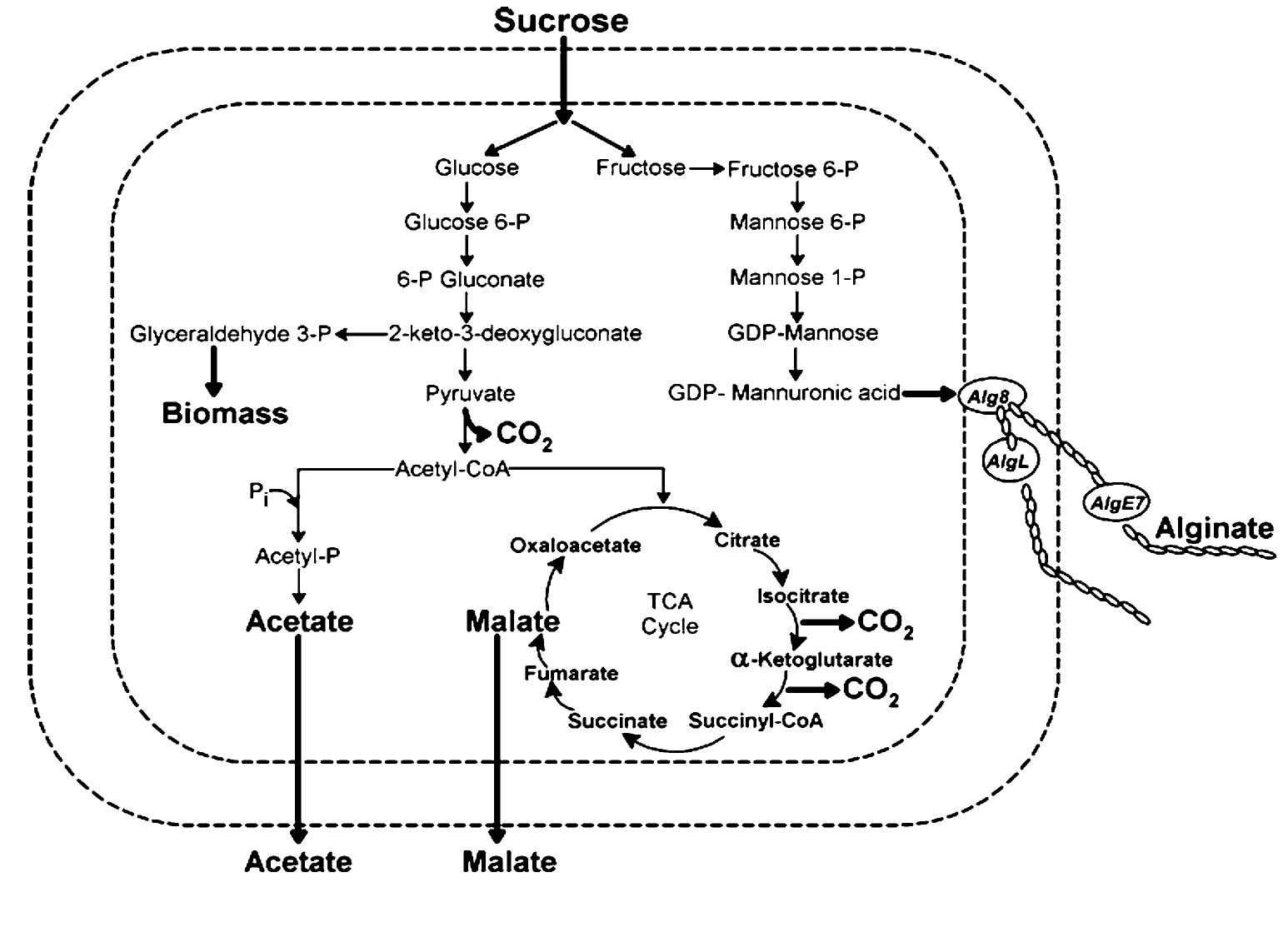 (PDF) Alginate production and alg8 gene expression by Azotobacter ...