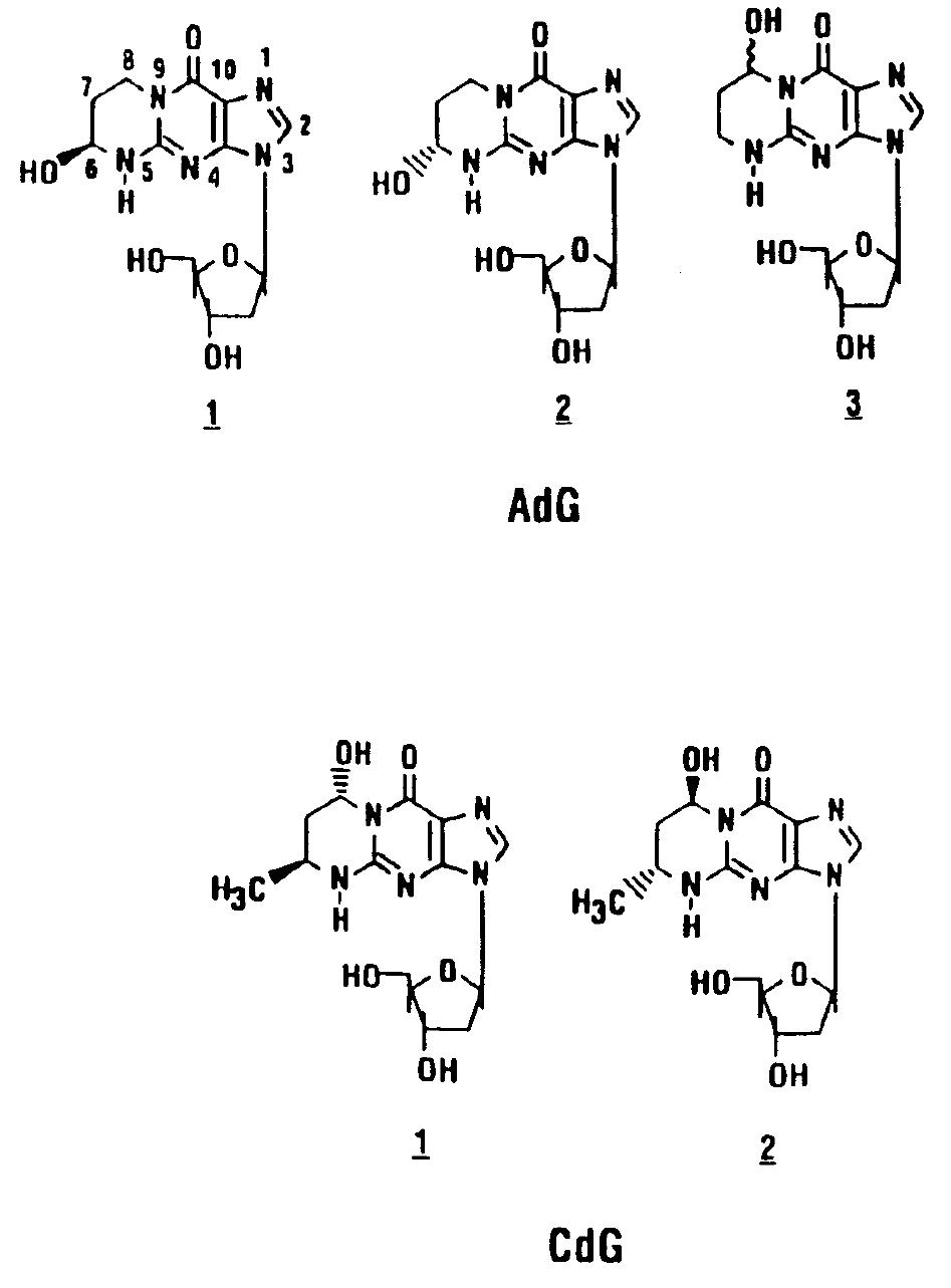 (PDF) Endogenous Production of DNA Adducts