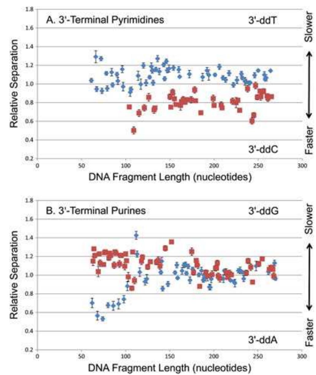 (PDF) The electrophoretic mobility of DNA fragments differing by a ...