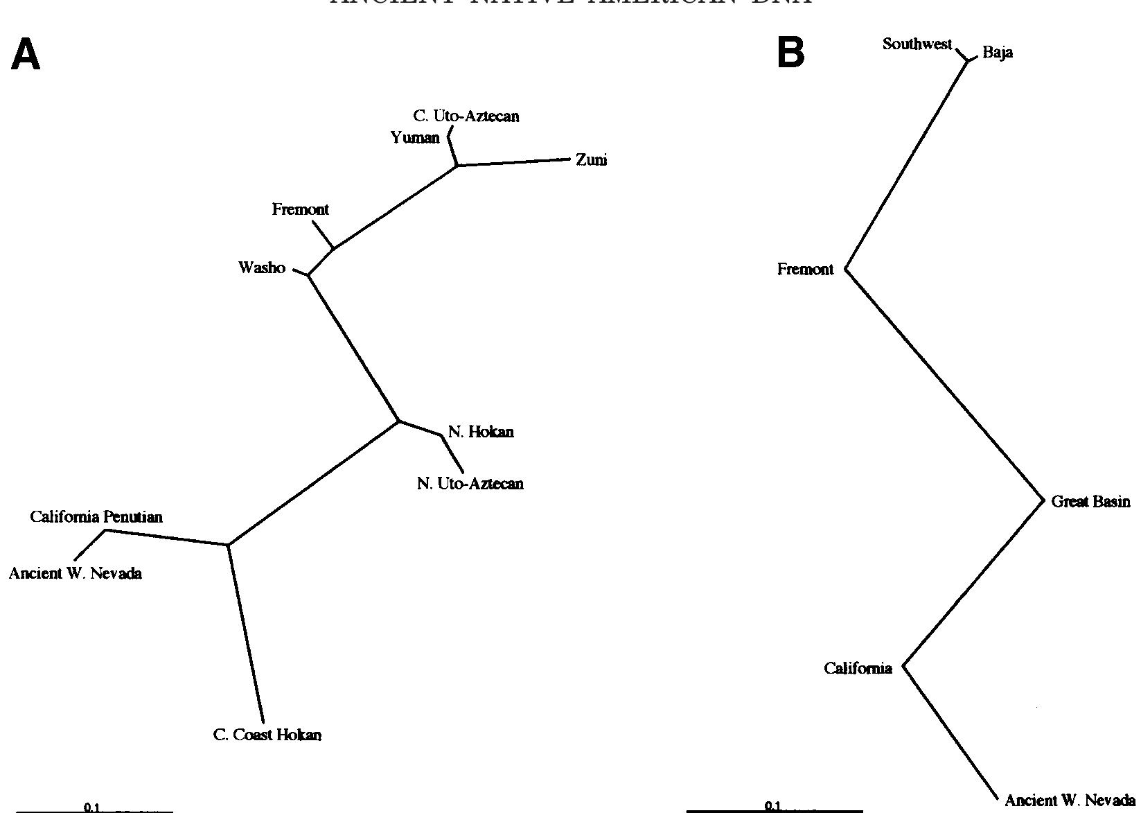 Numic Language Group Phylogenetic dendrograms of ancient and modern groups. a:
