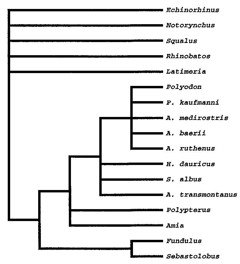 (PDF) Phylogeny of the Acipenseriformes: cytogenetic and molecular ...