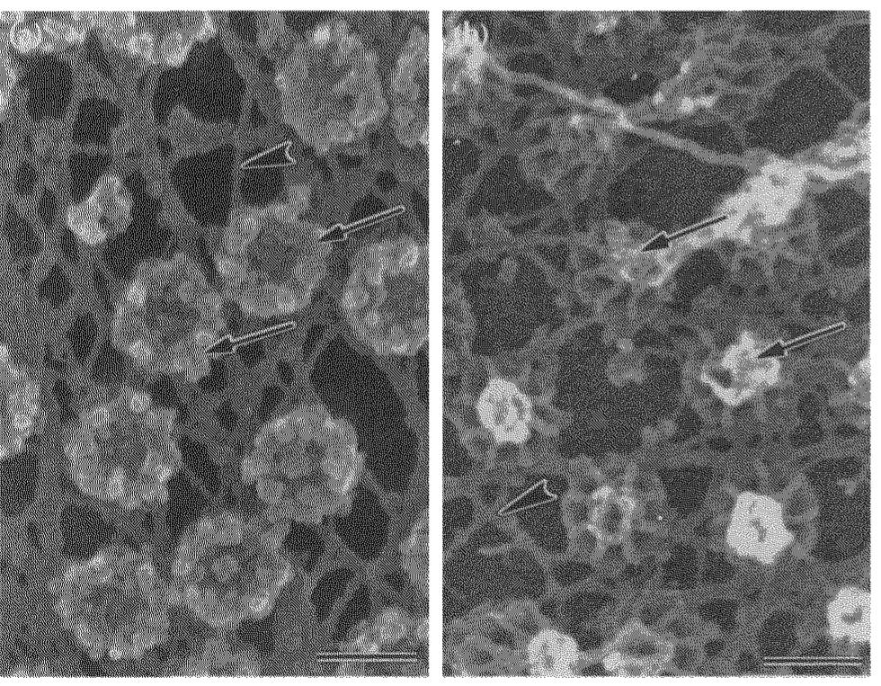 (PDF) Structural and functional organization of the nuclear matrix