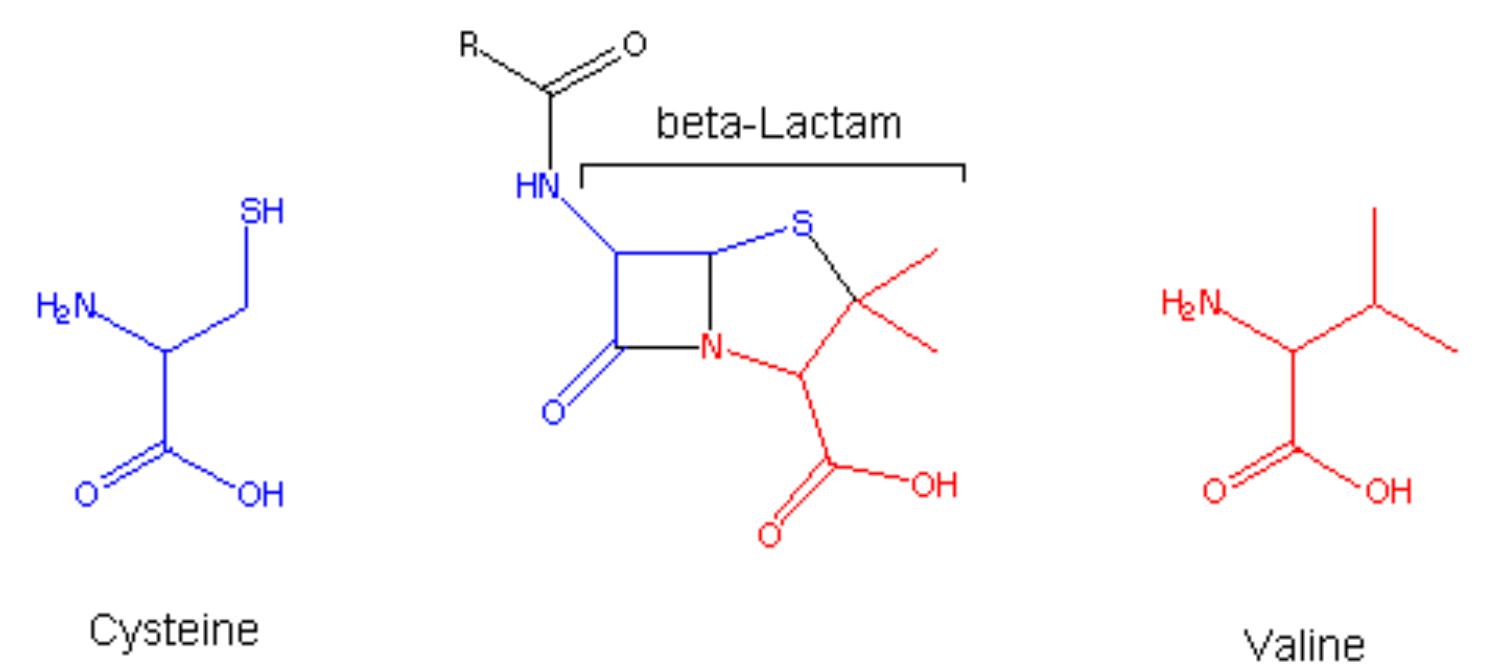 Lactom 3 penicillin showing beta-lactam structure: lactam (a
