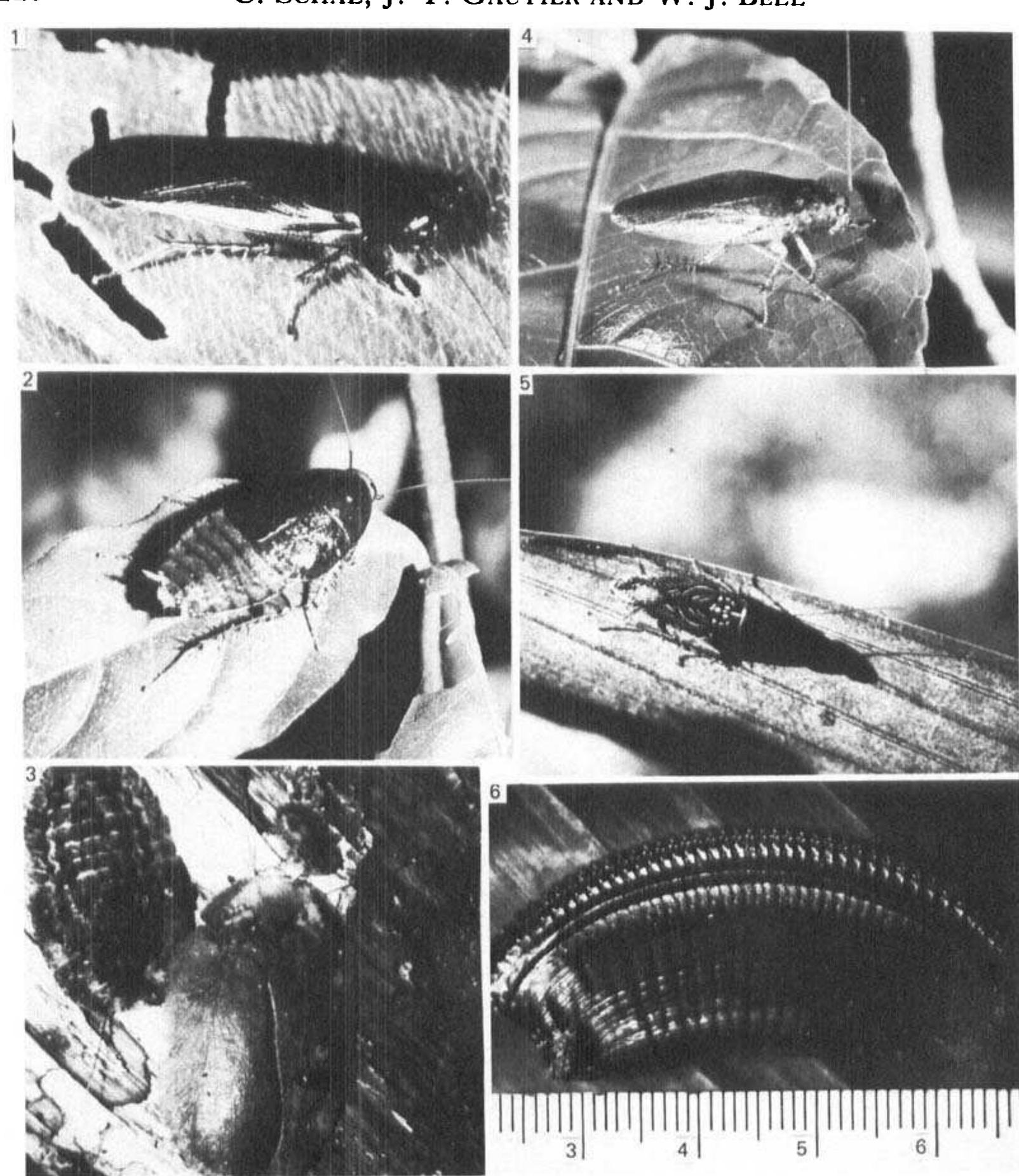 Scale Cockroach (PDF) BEHAVIOURAL ECOLOGY OF COCKROACHES