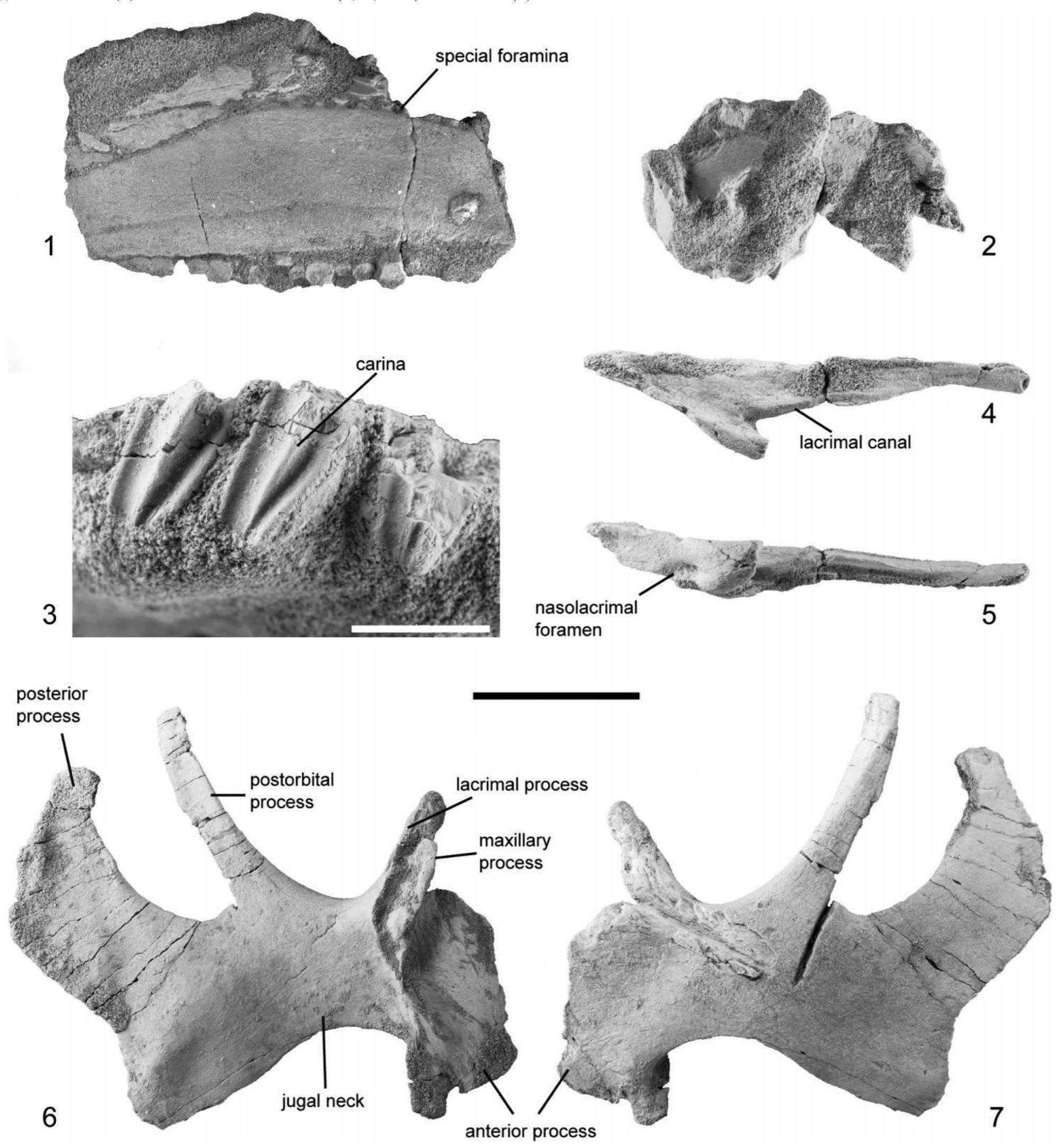 Balasisaurus (PDF) Blasisaurus canudoi gen. et sp. nov., a new lambeosaurine ...